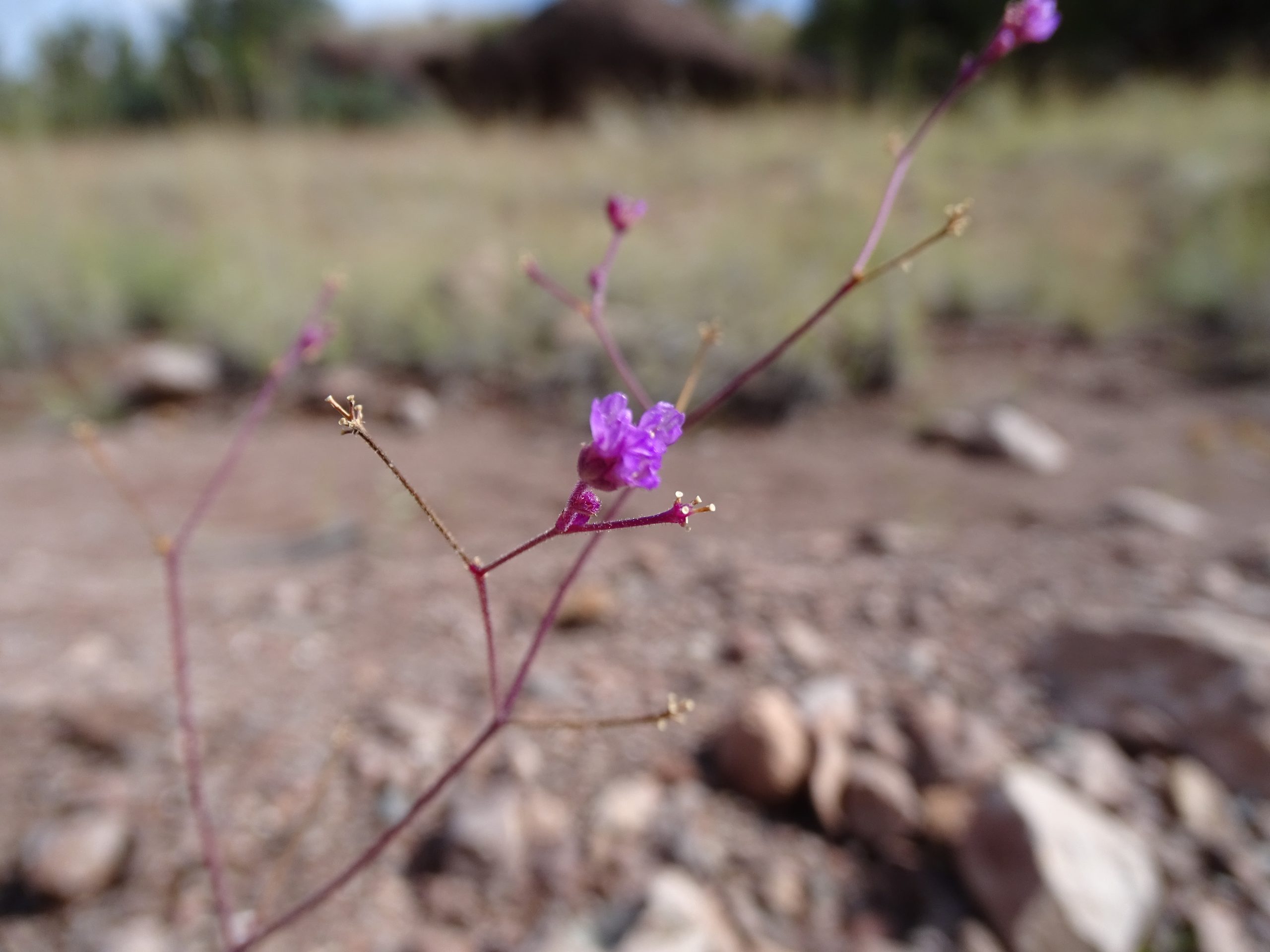 Boerhavia gracilima