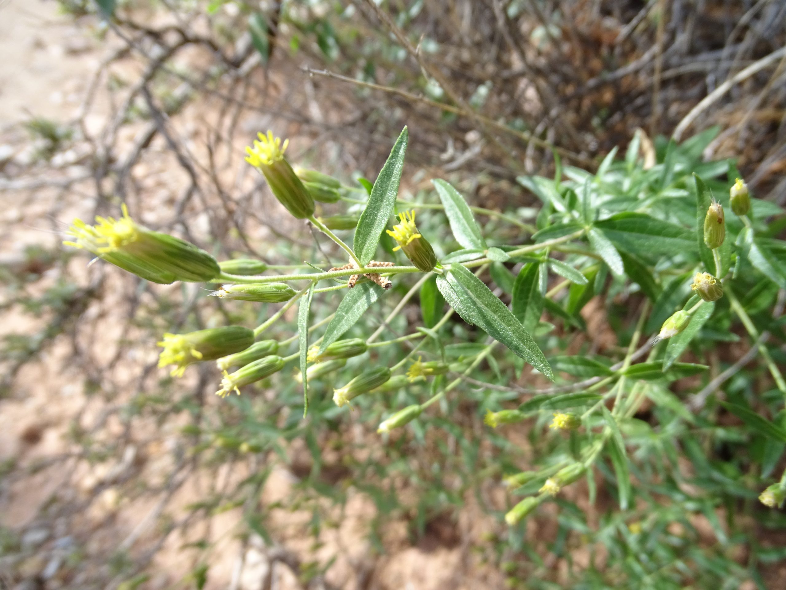 Brickellia brachyphylla