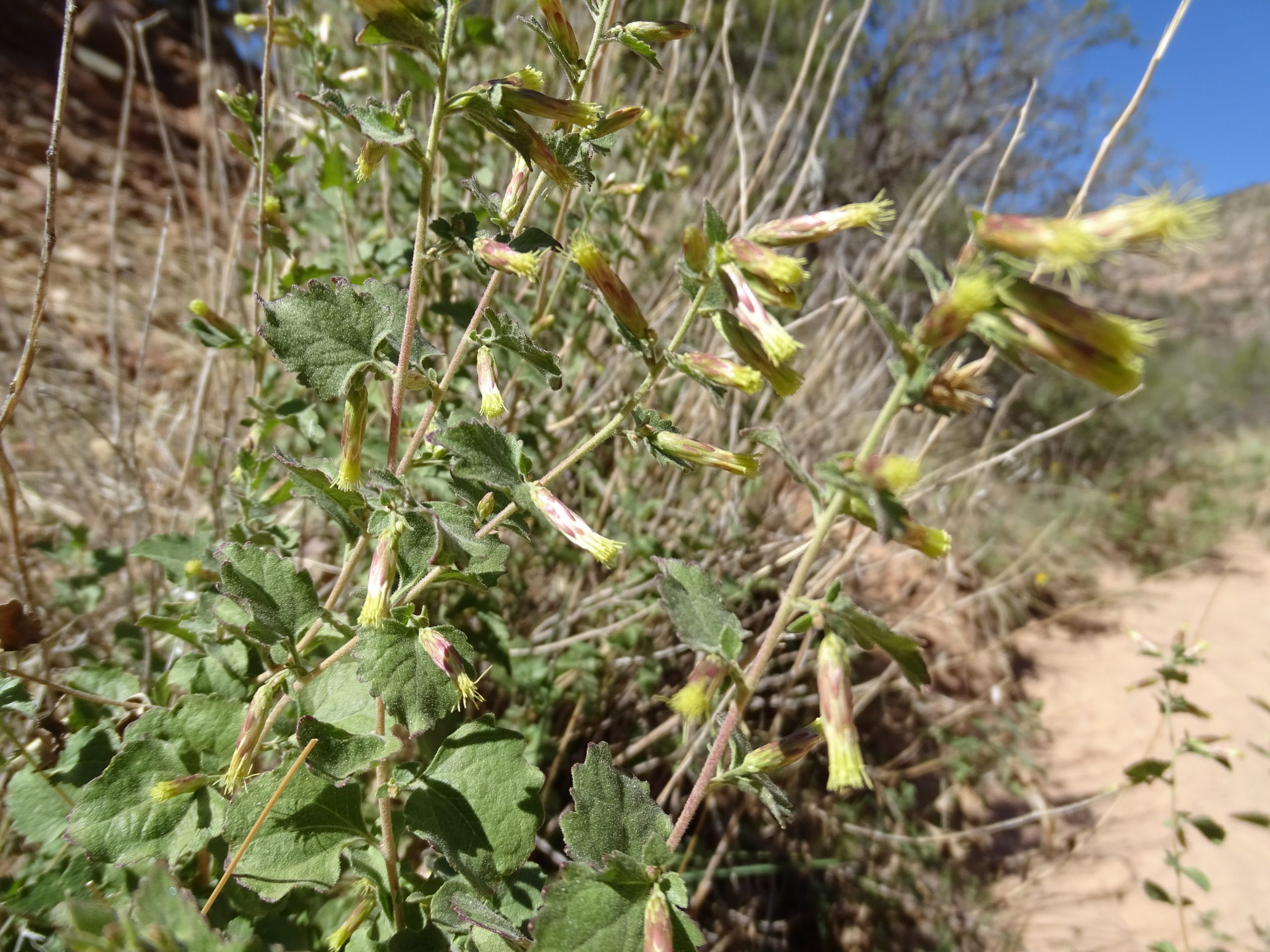 Brickellia californica