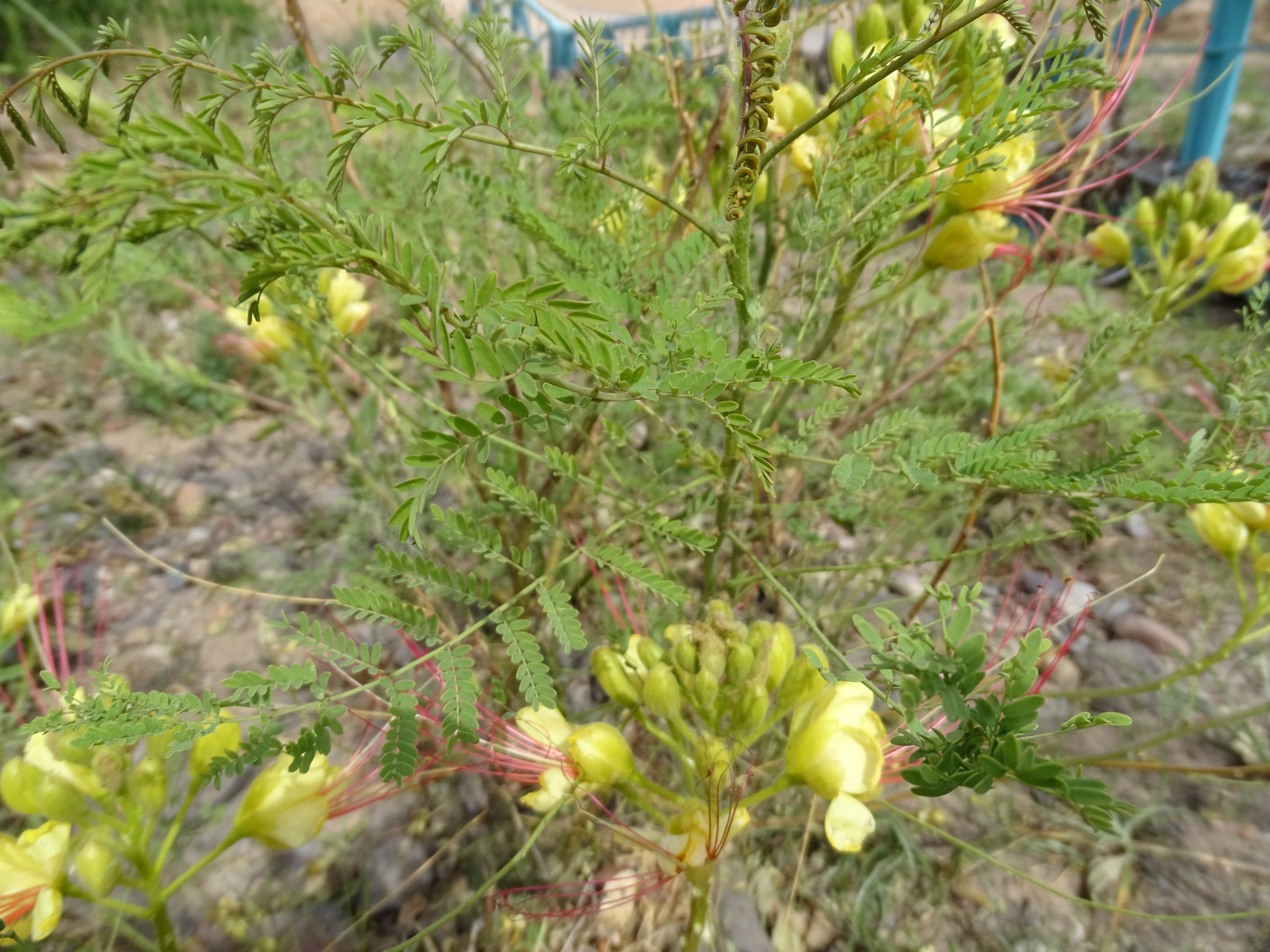 Caesalpinia gilliesii