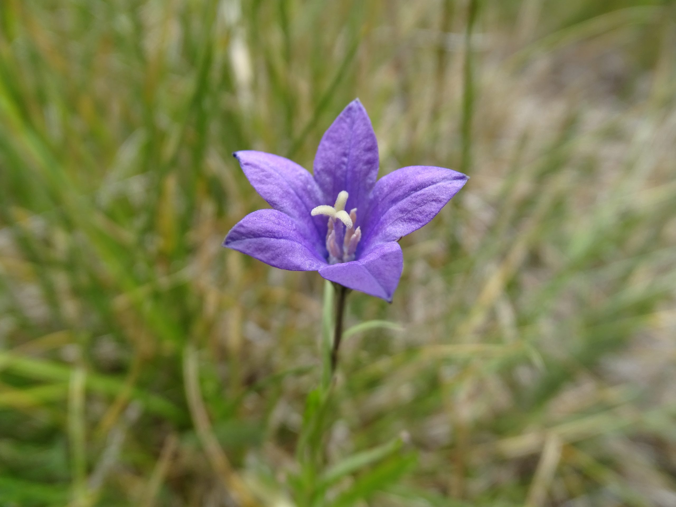 Campanula parryi