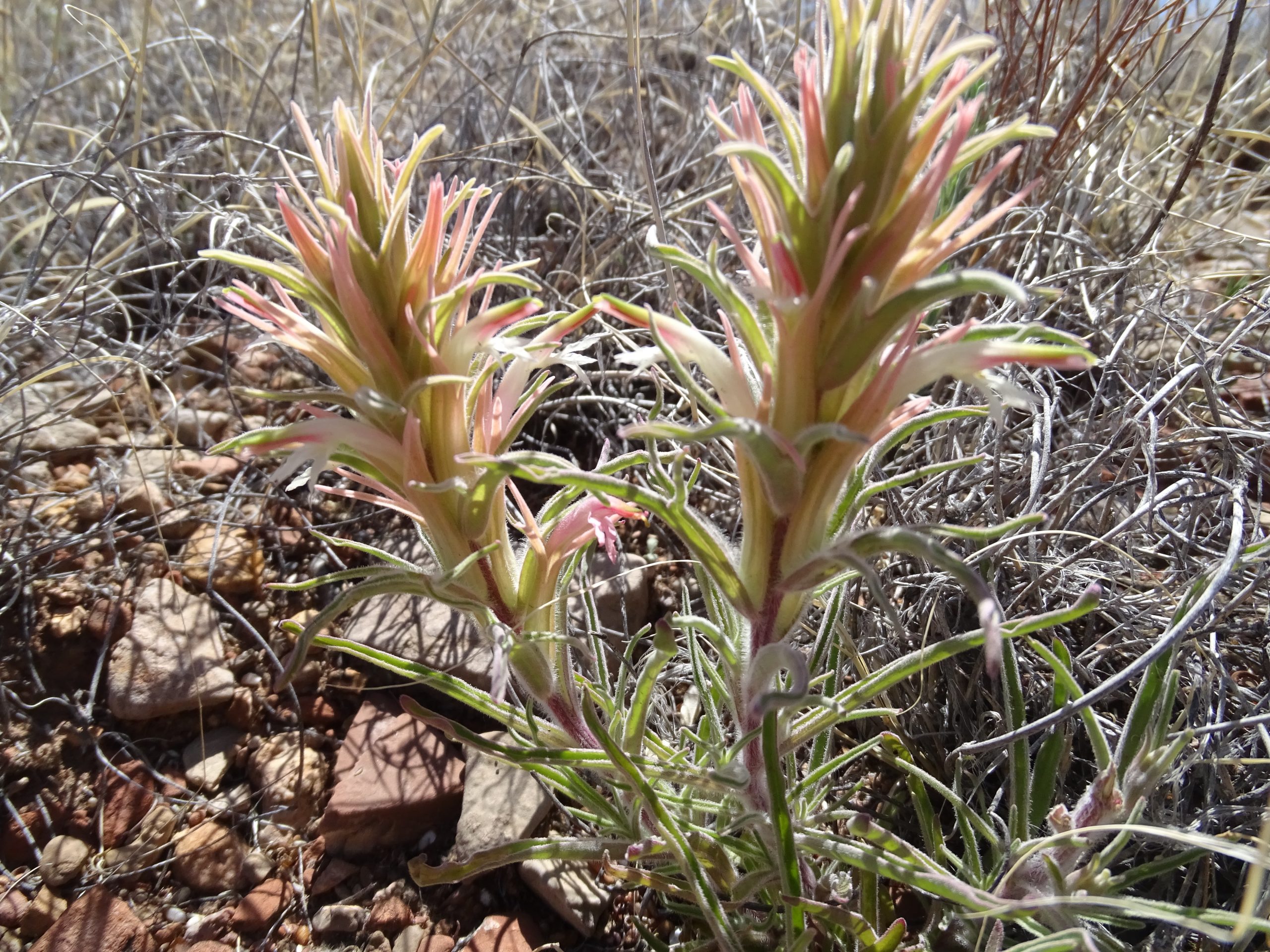 Castilleja sessiliflora