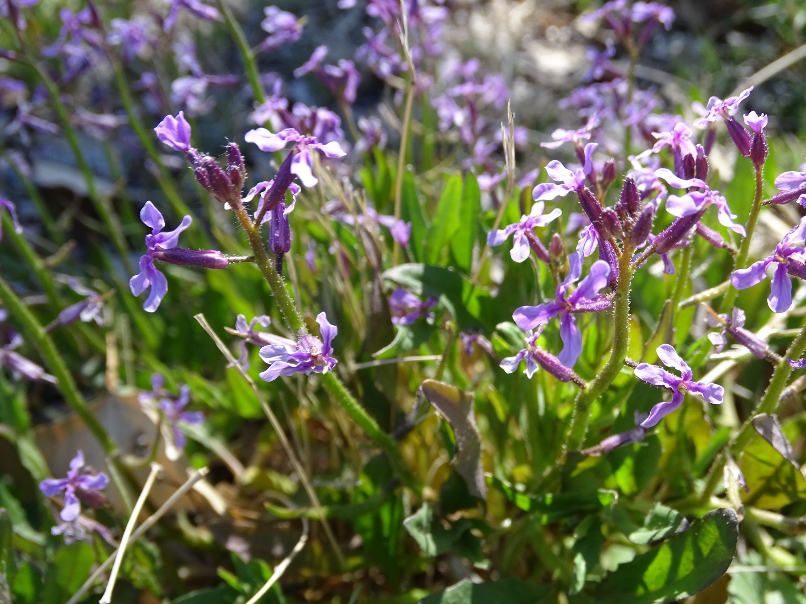 Chorispora tenella