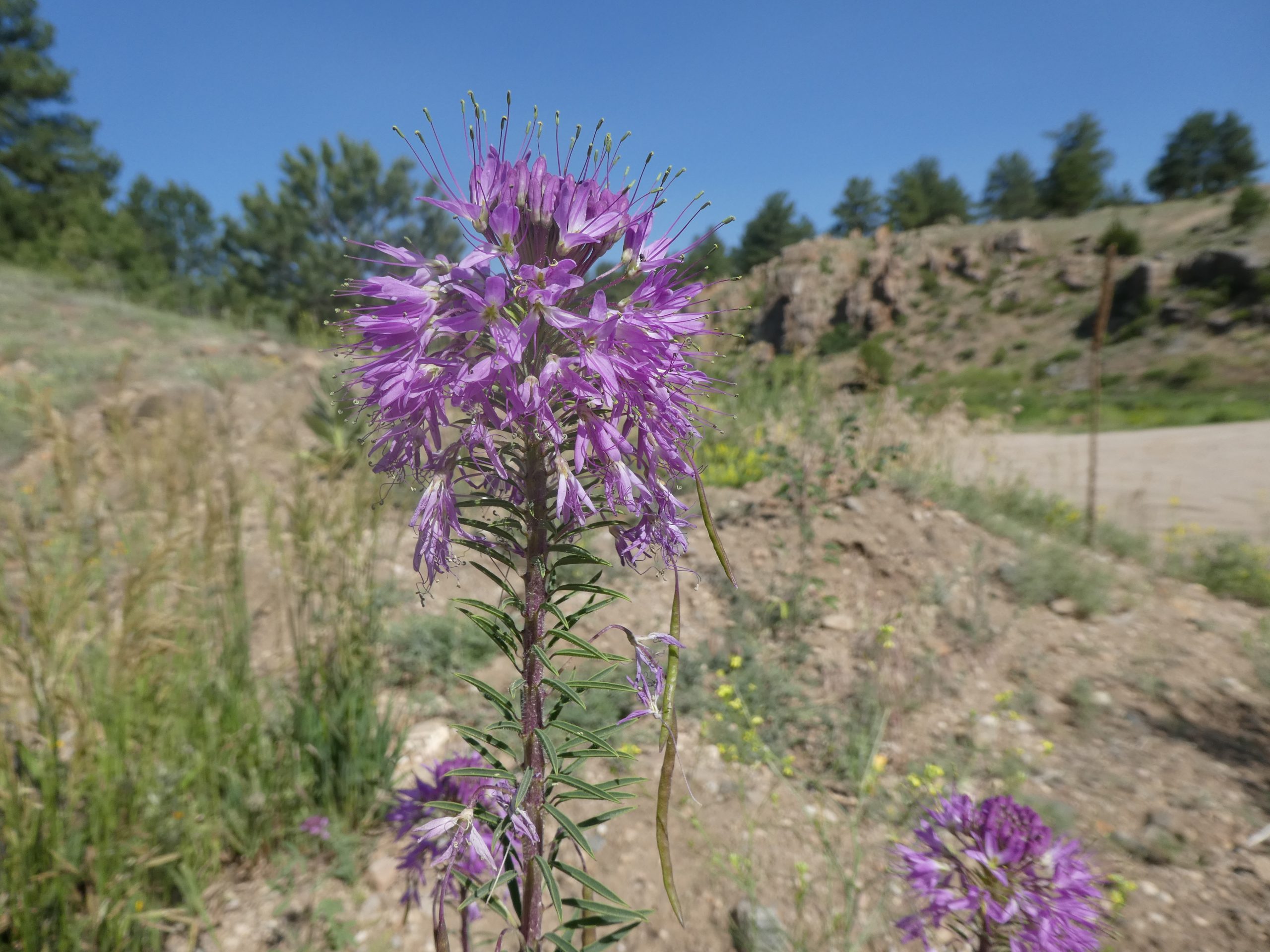 Cleome serrulata