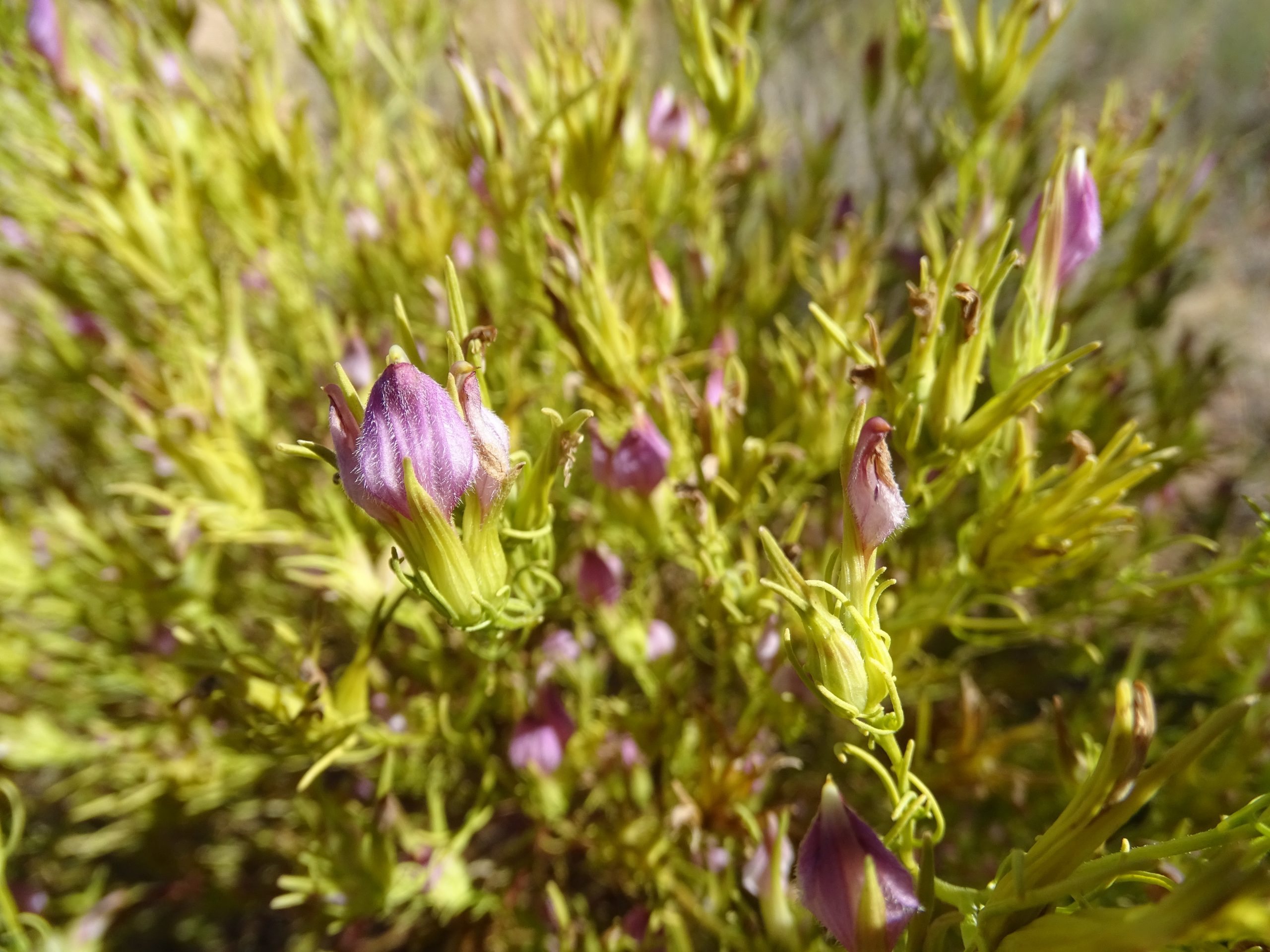 Cordylanthus wrightii