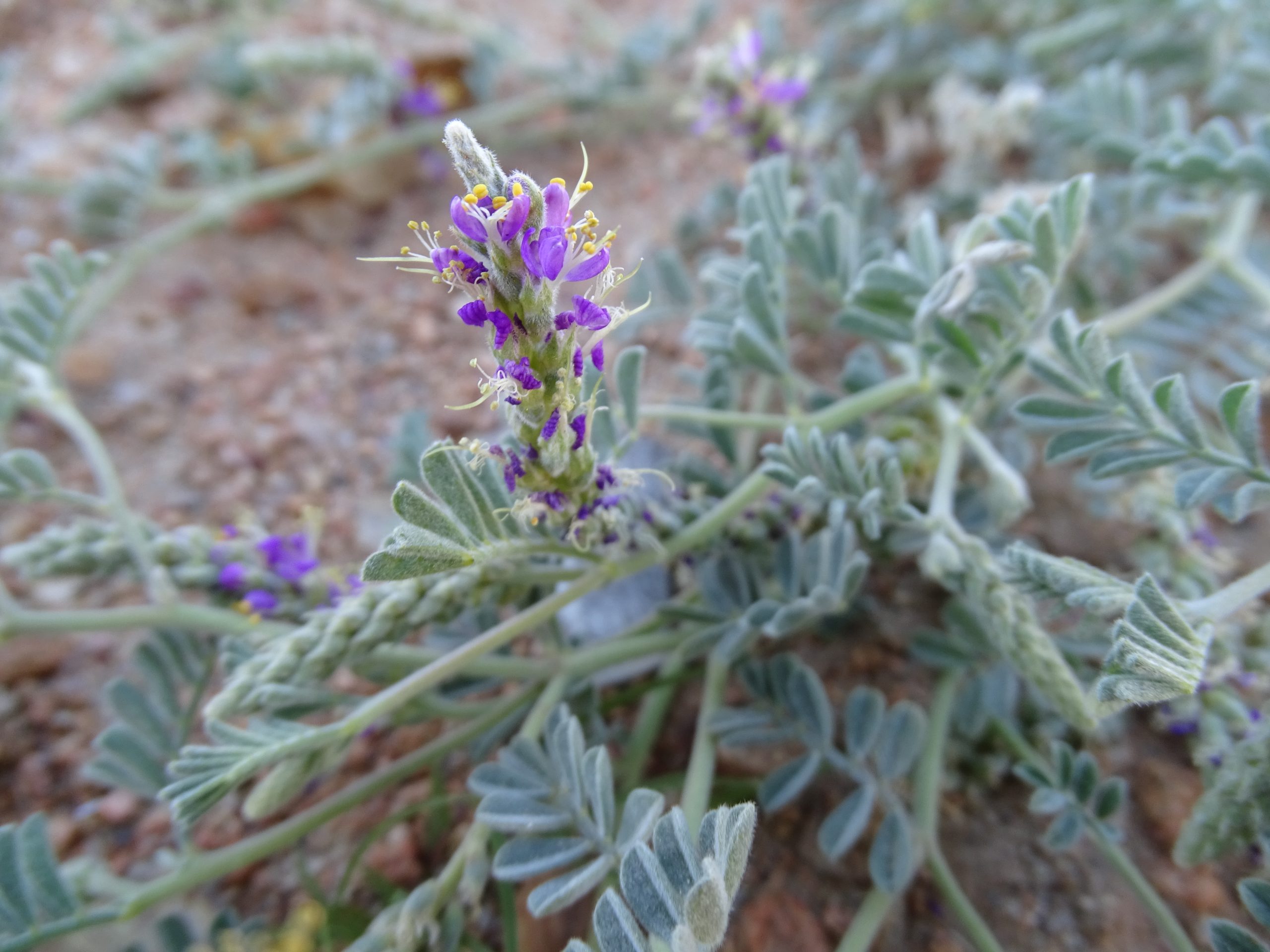 Dalea lanata