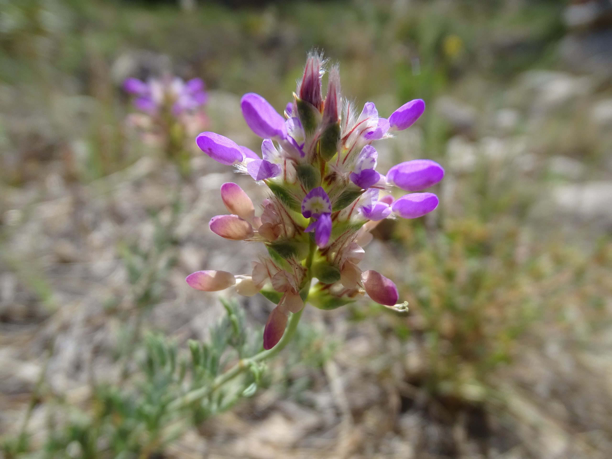 Dalea pogonathera