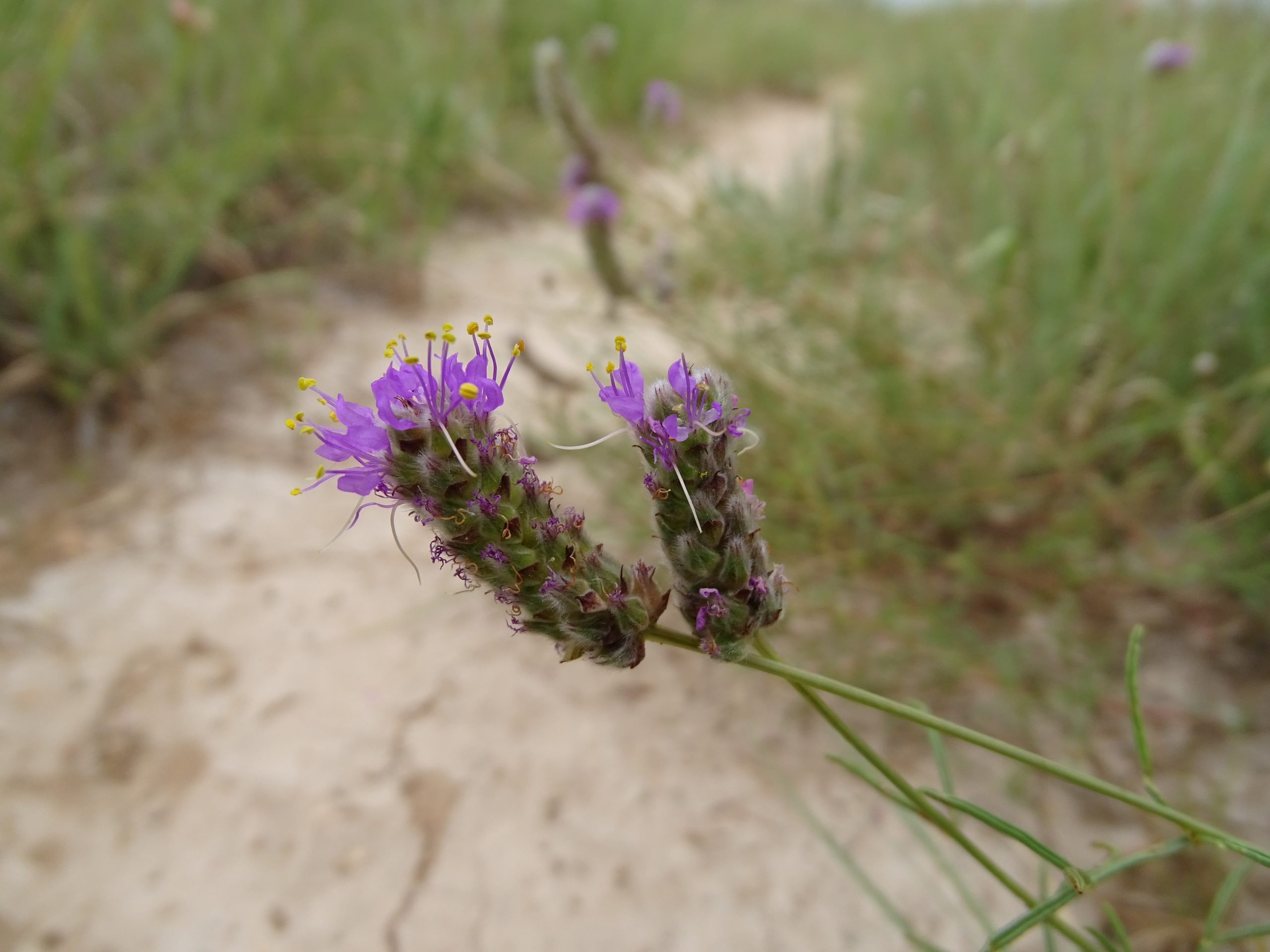 Dalea purpurea