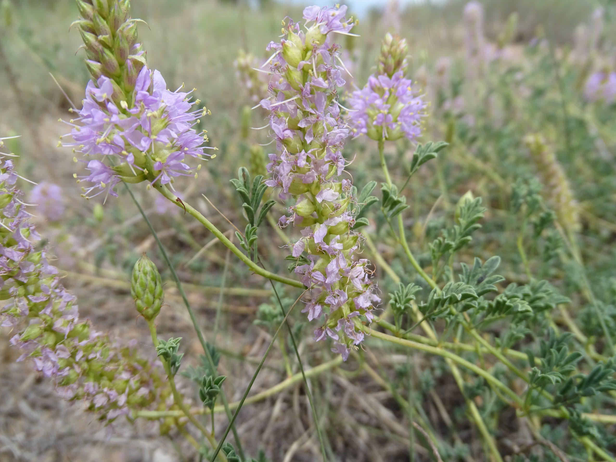 Dalea scariosa