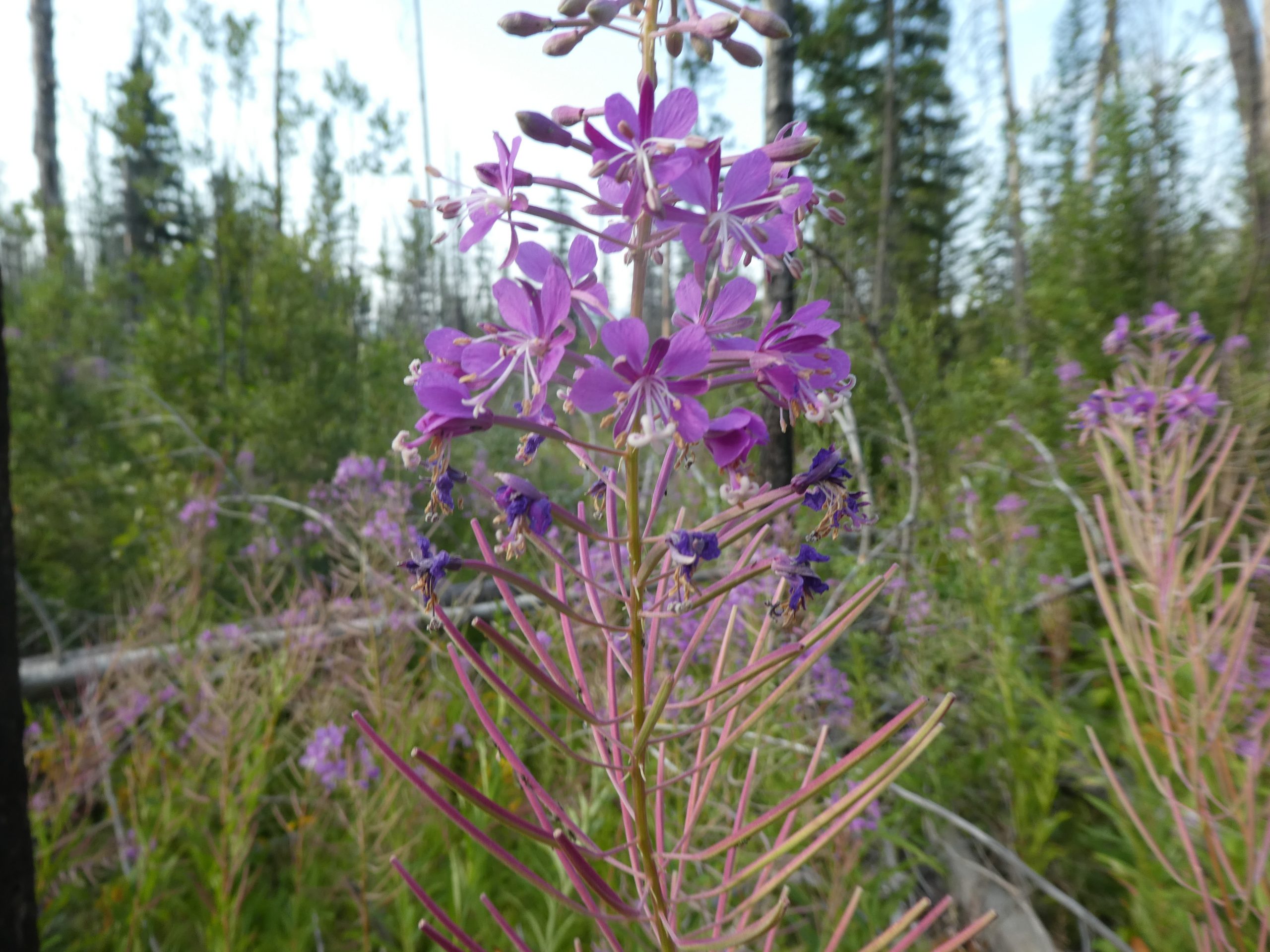 Epilobium angustifolium