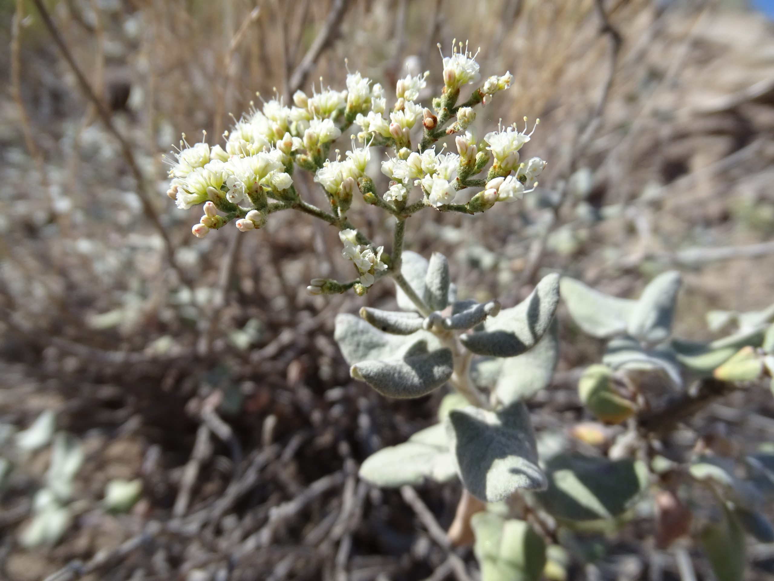 Eriogonum corymbosum