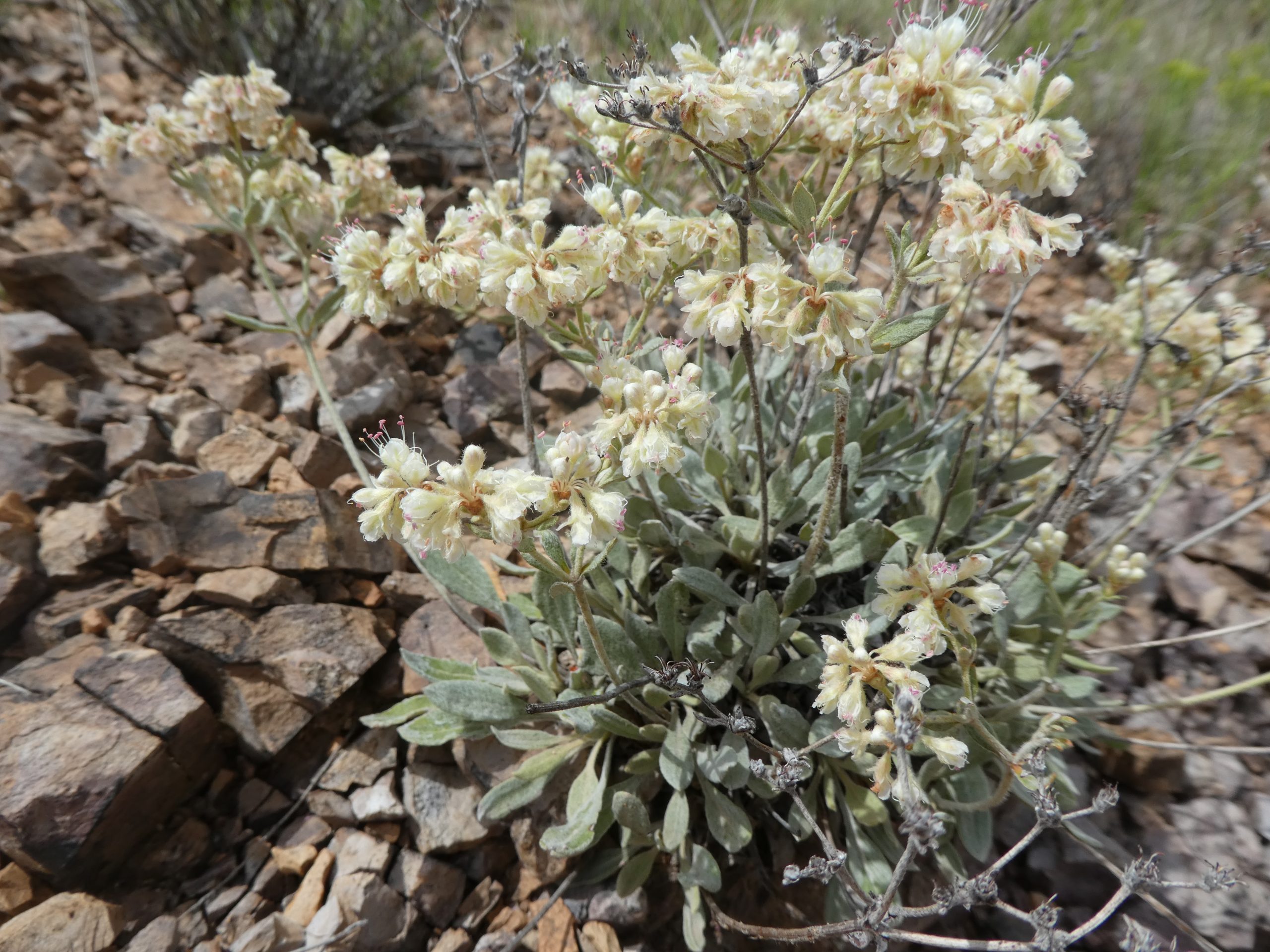 Eriogonum jamesii