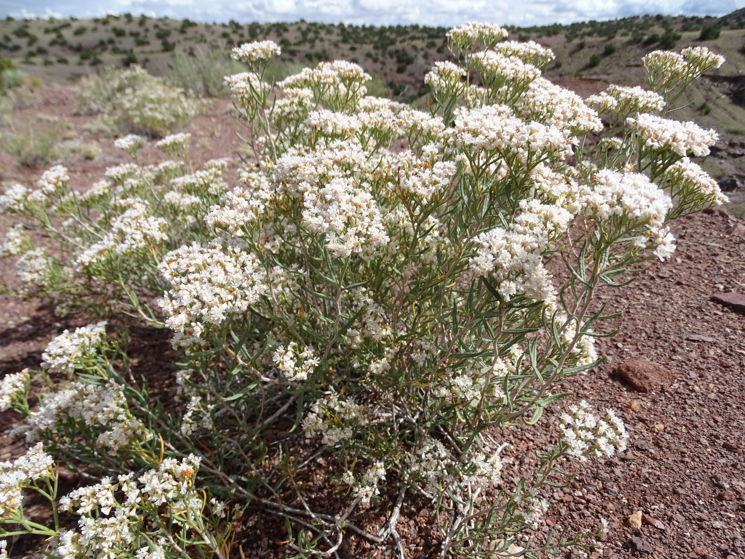 Eriogonum leptophyllum