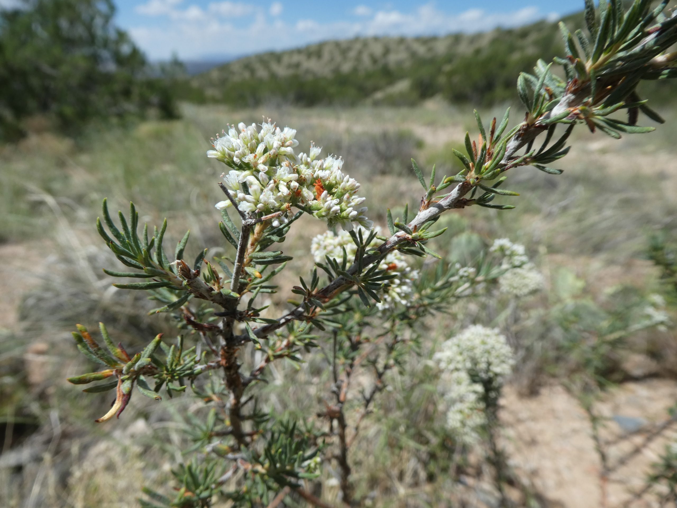 Eriogonum microthecum var. simpsonii