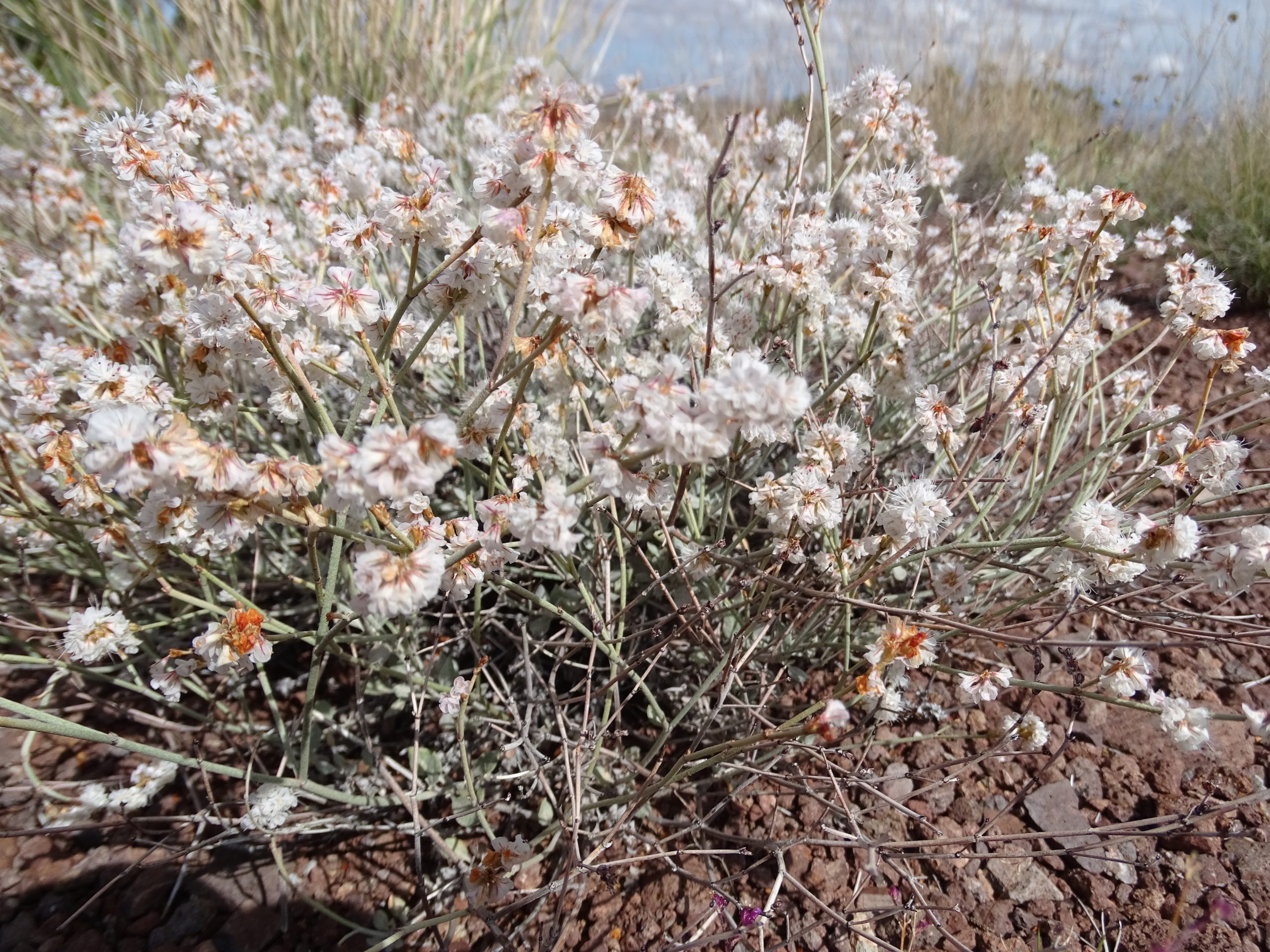 Eriogonum wrightii