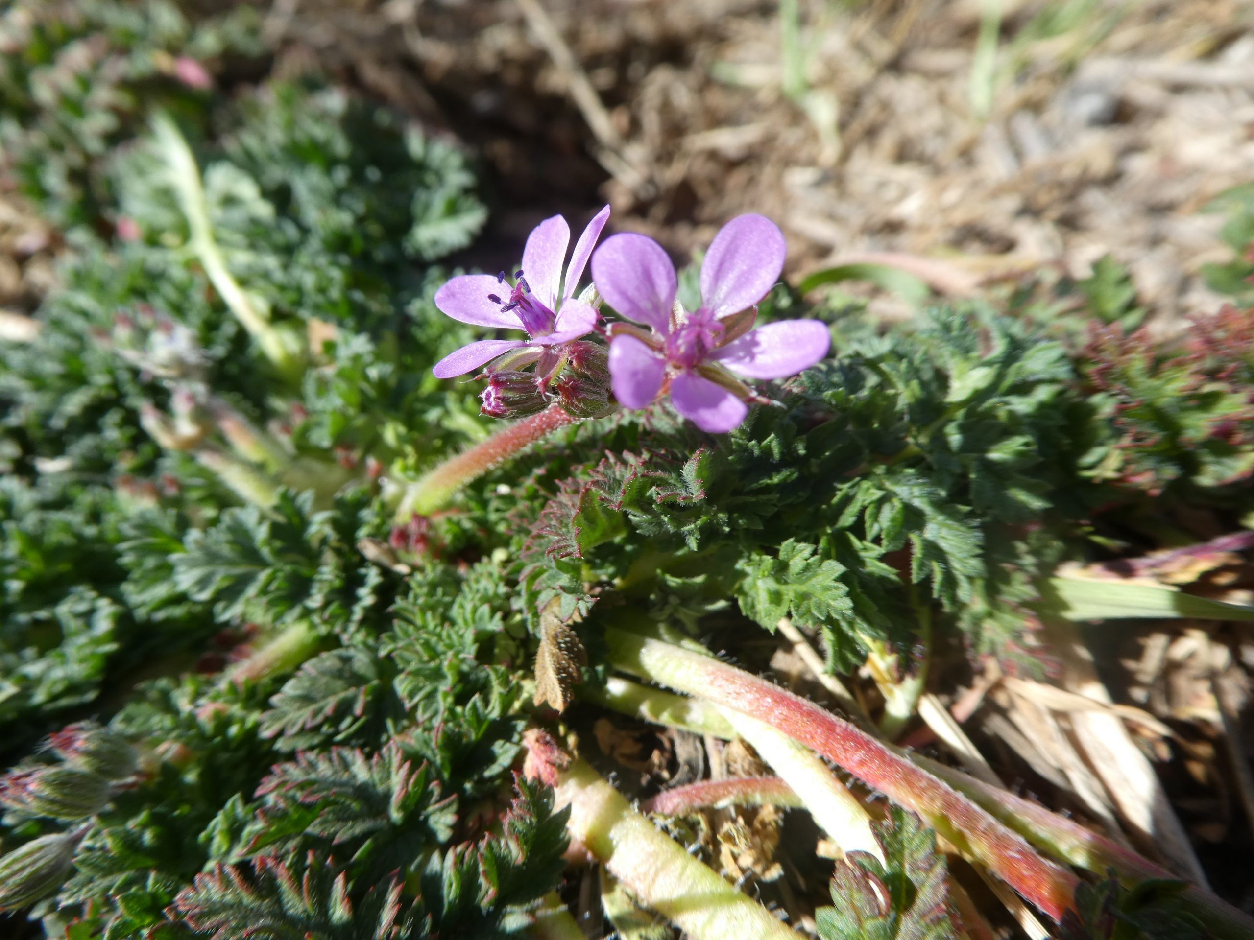 Erodium cicutarium