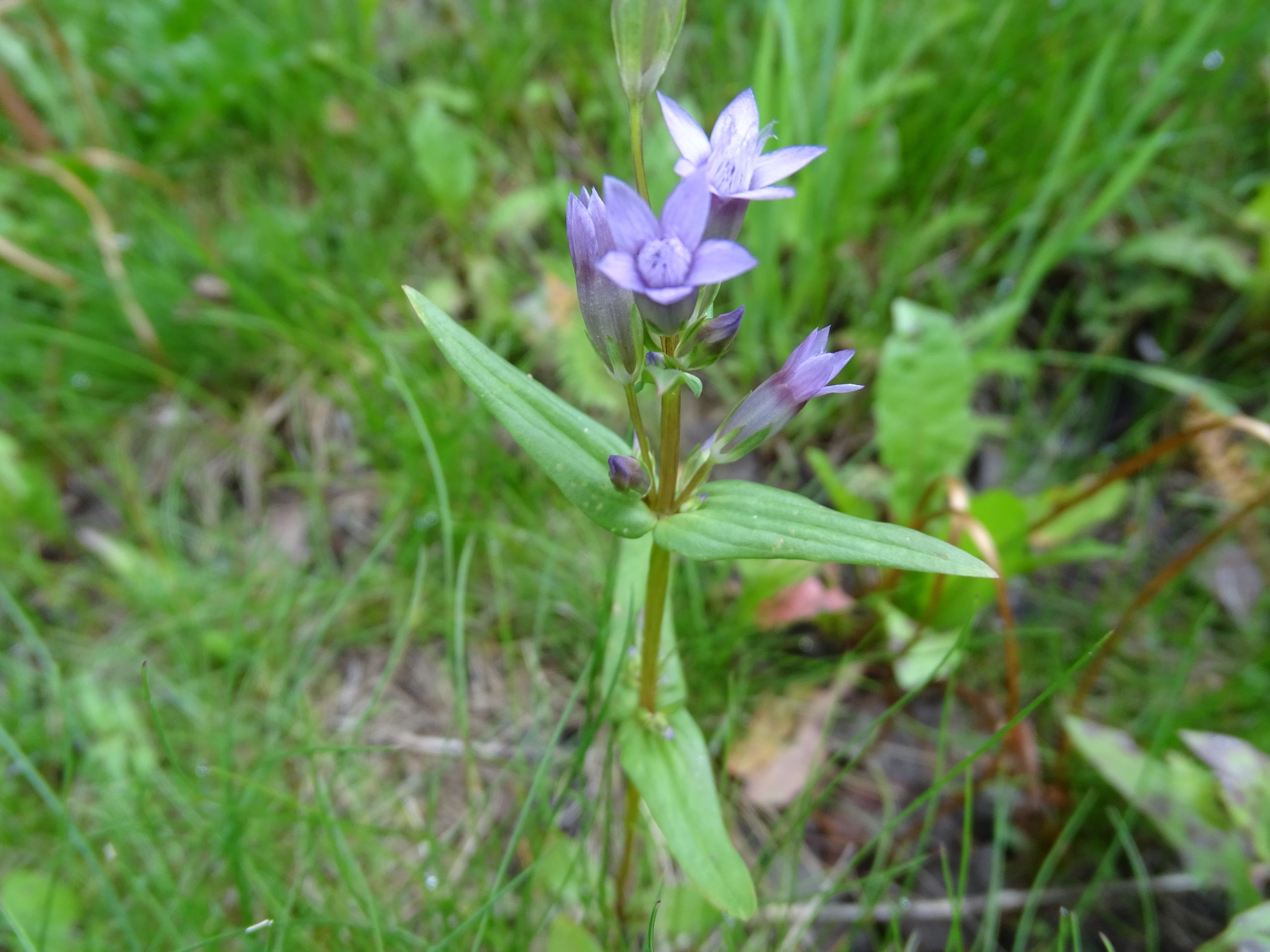 Gentianella amarella