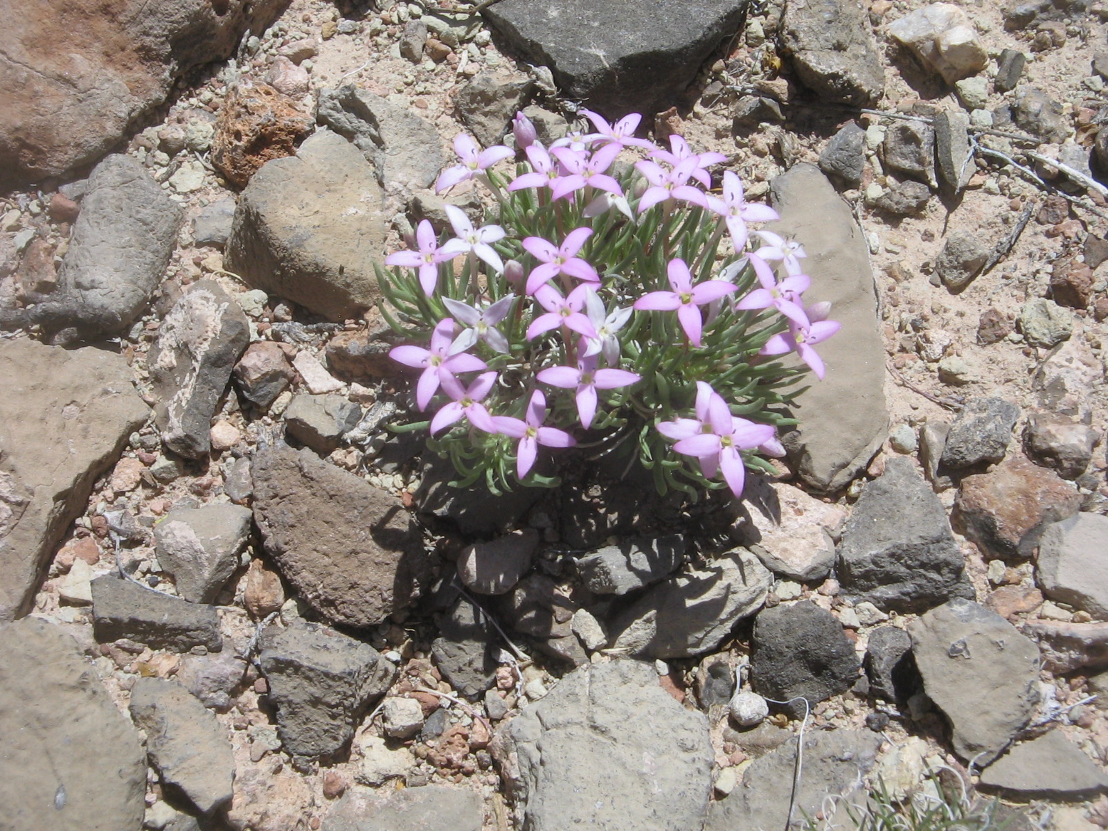 Houstonia rubra