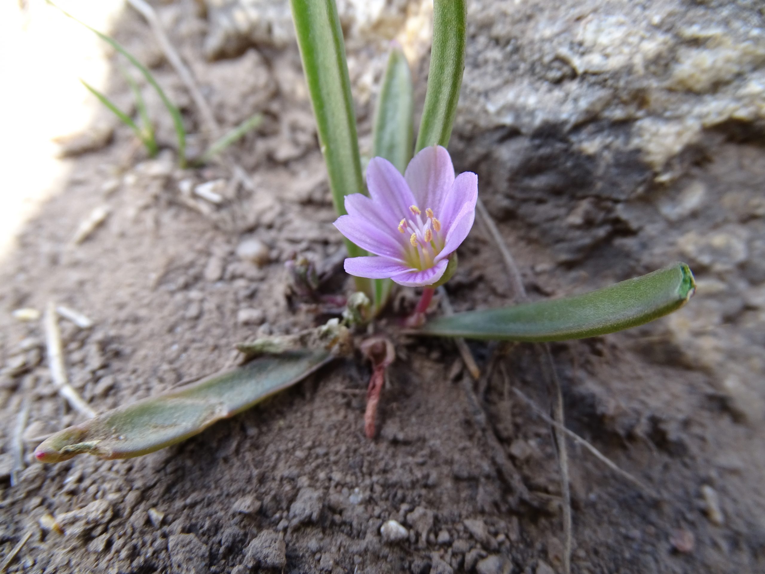 Lewisia pygmaea