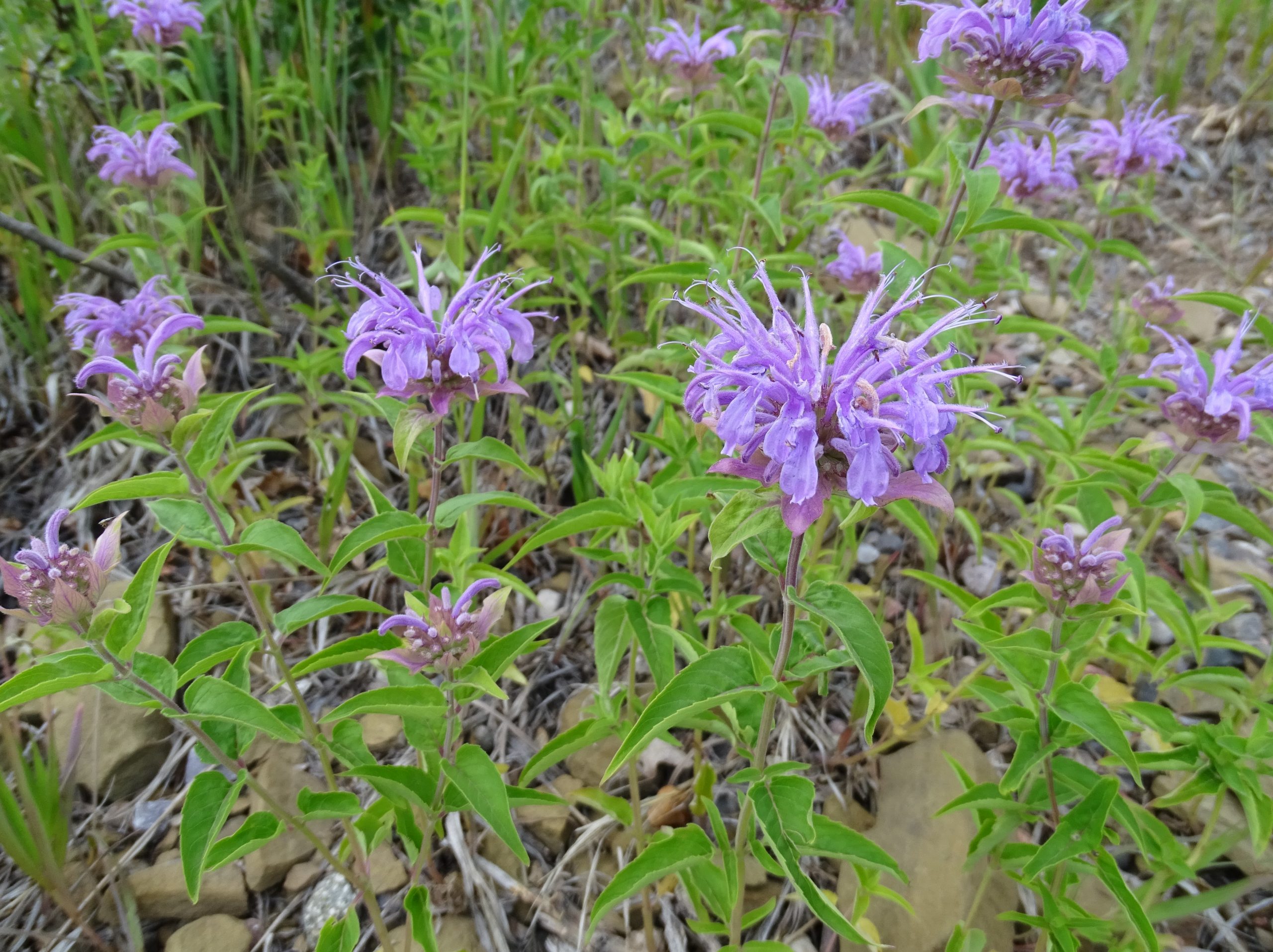 Monarda fistulosa