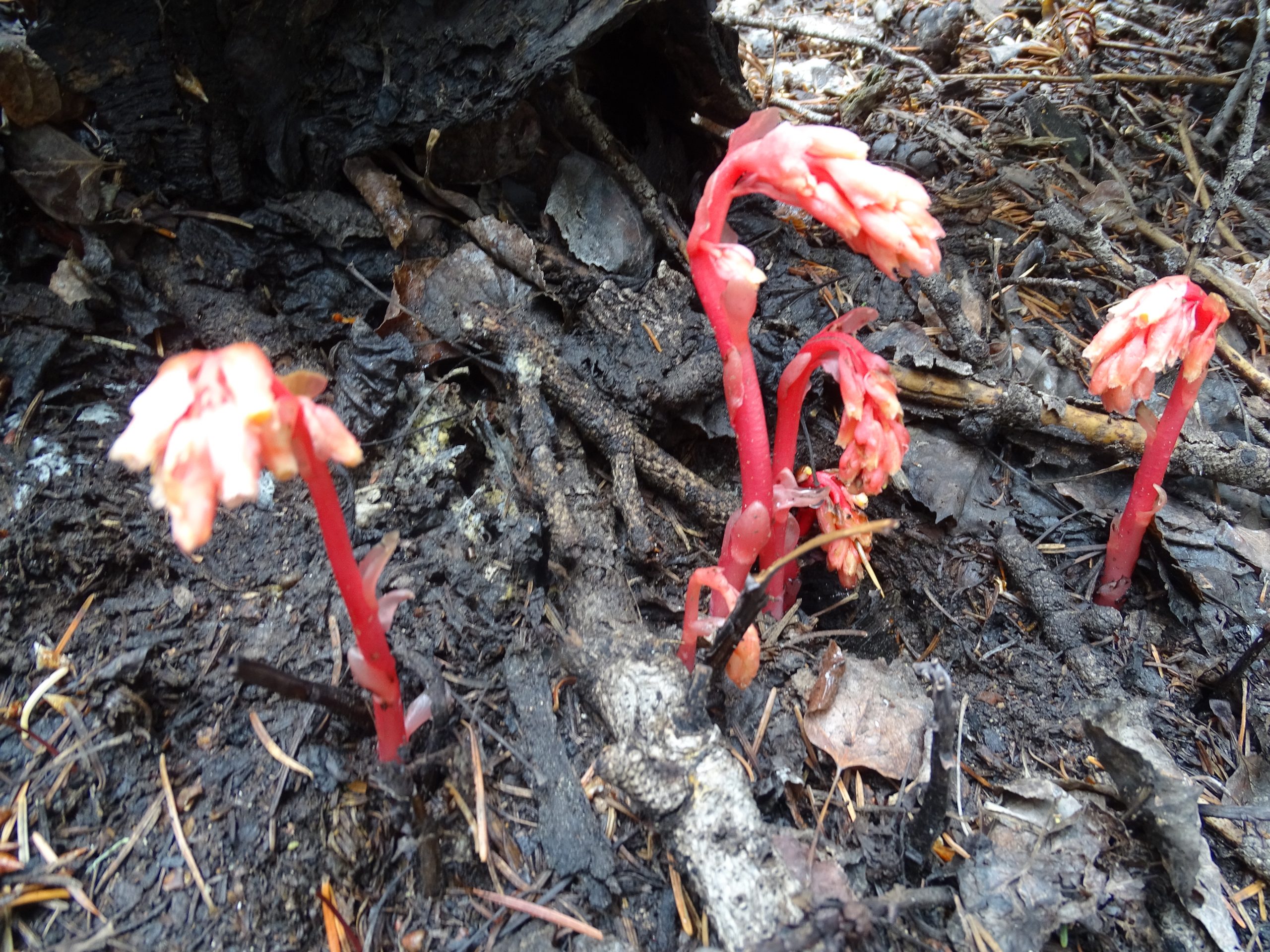 Monotropa hypopithys