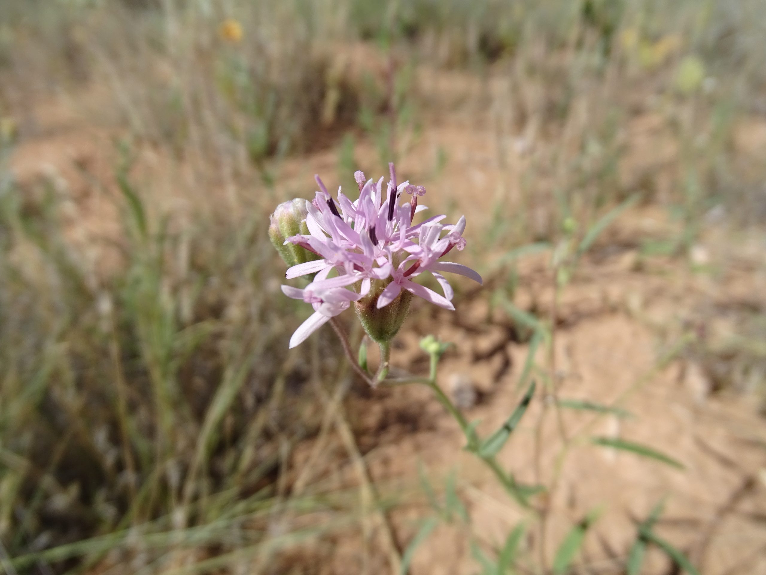 Palafoxia sphacelata