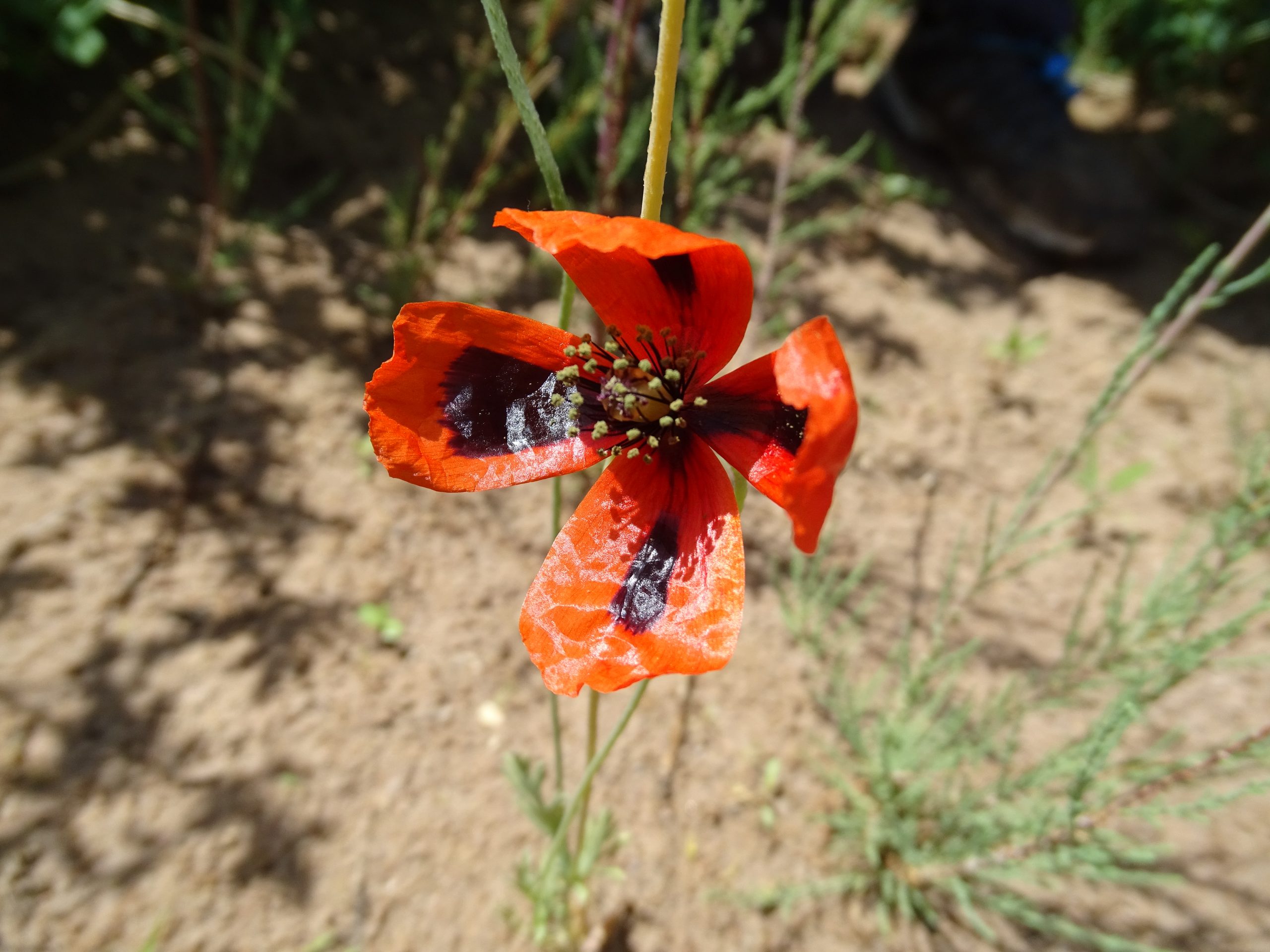 Papaver dubium