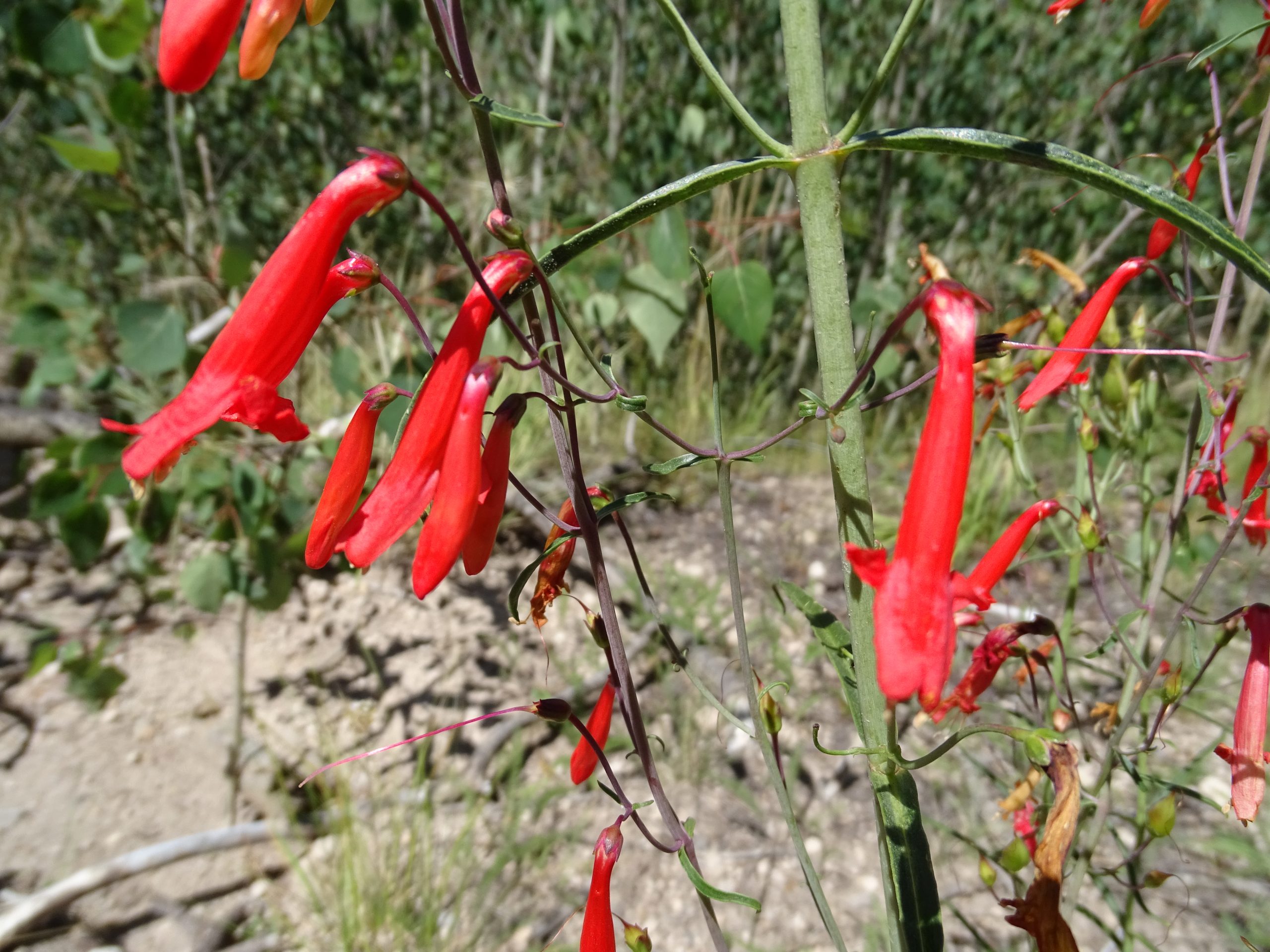 Penstemon barbatus