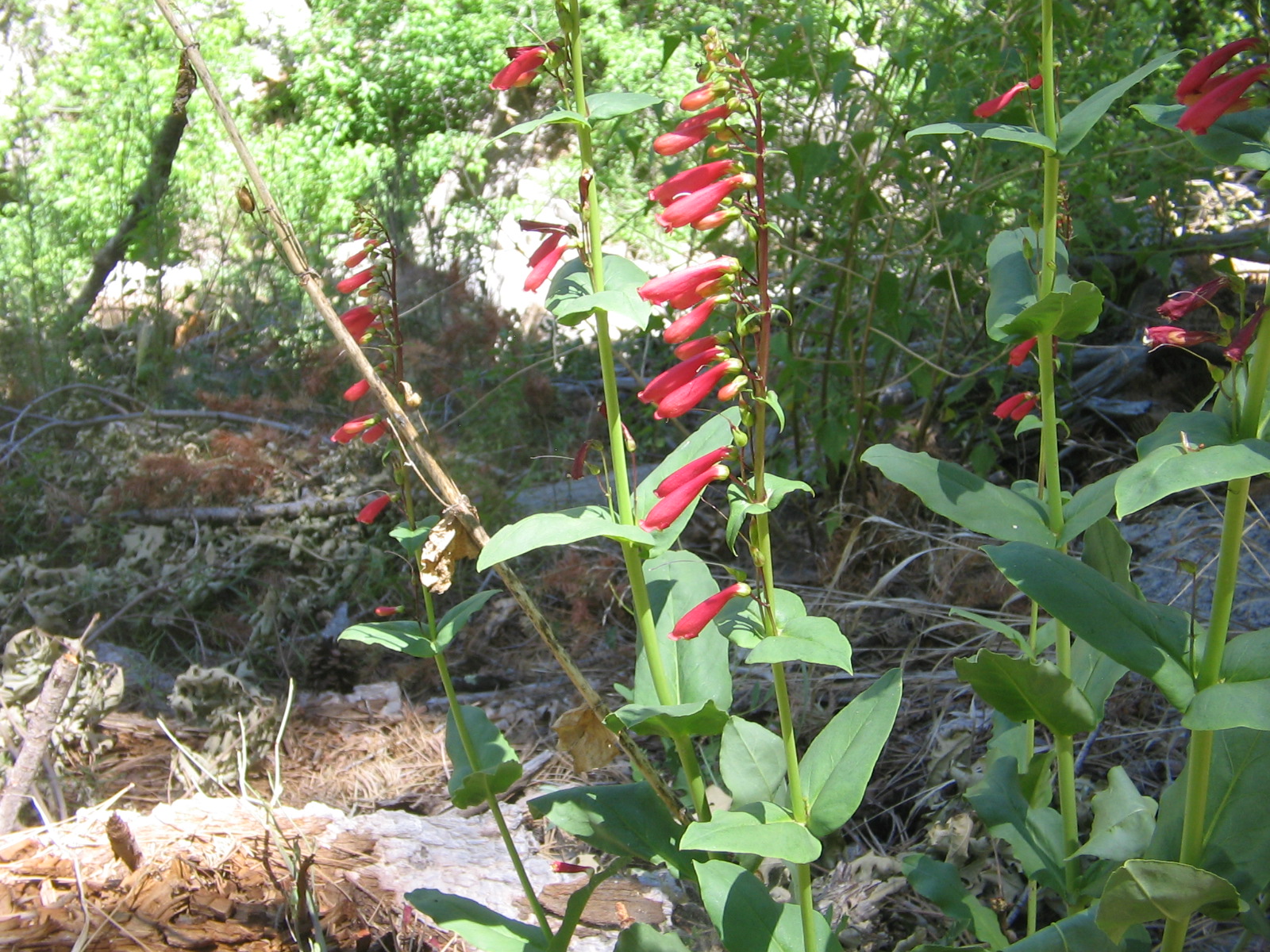 Penstemon cardinalis