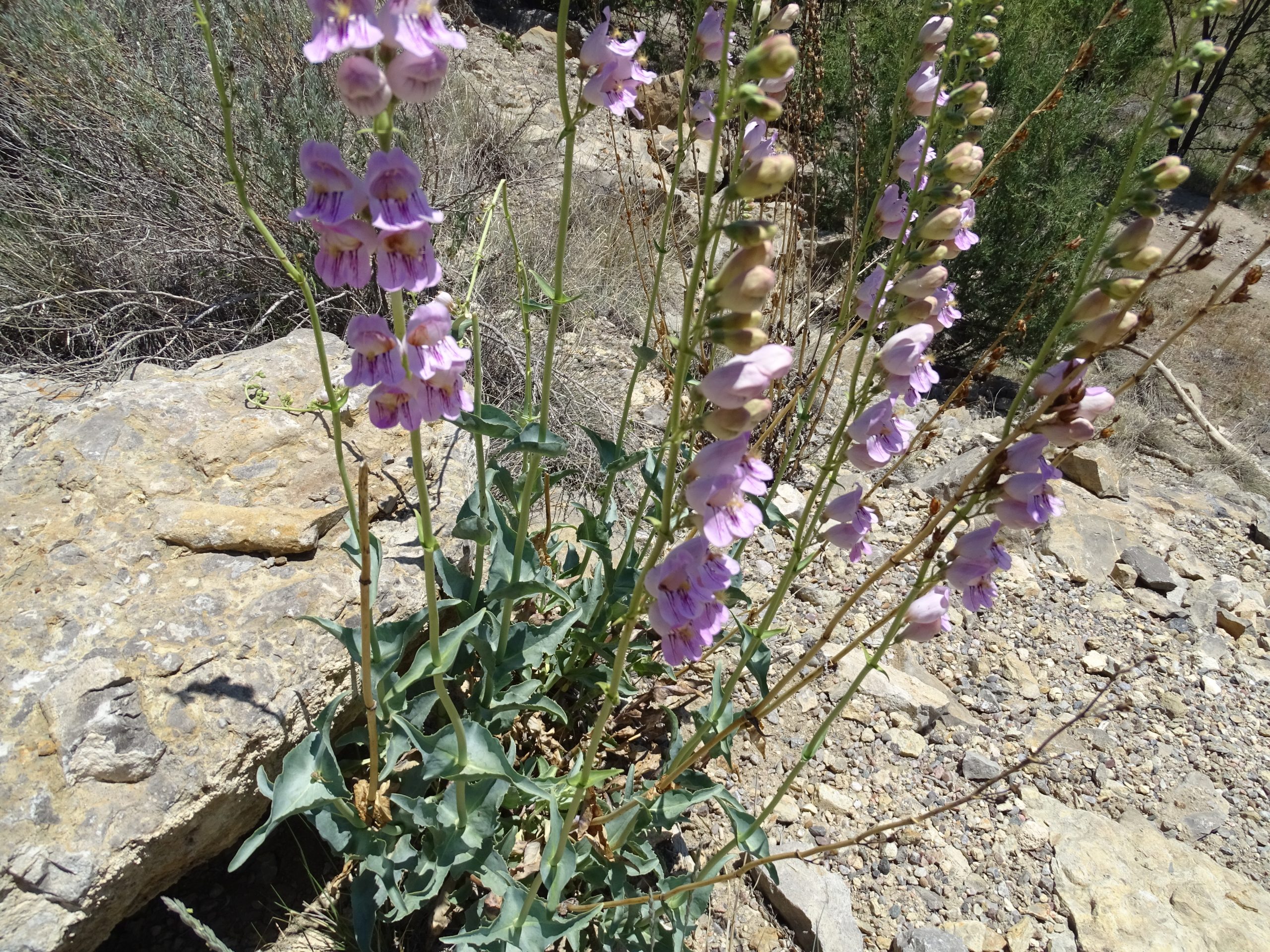 Penstemon palmeri