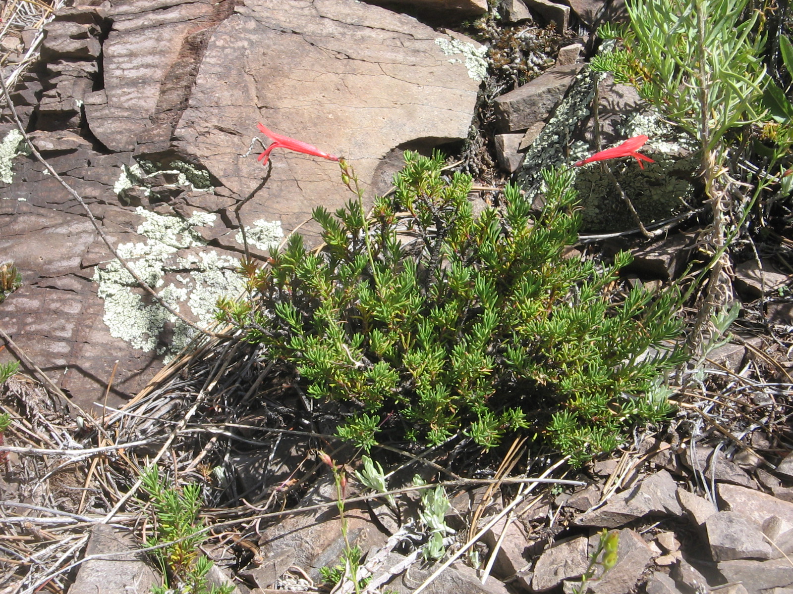 Penstemon pinifolius