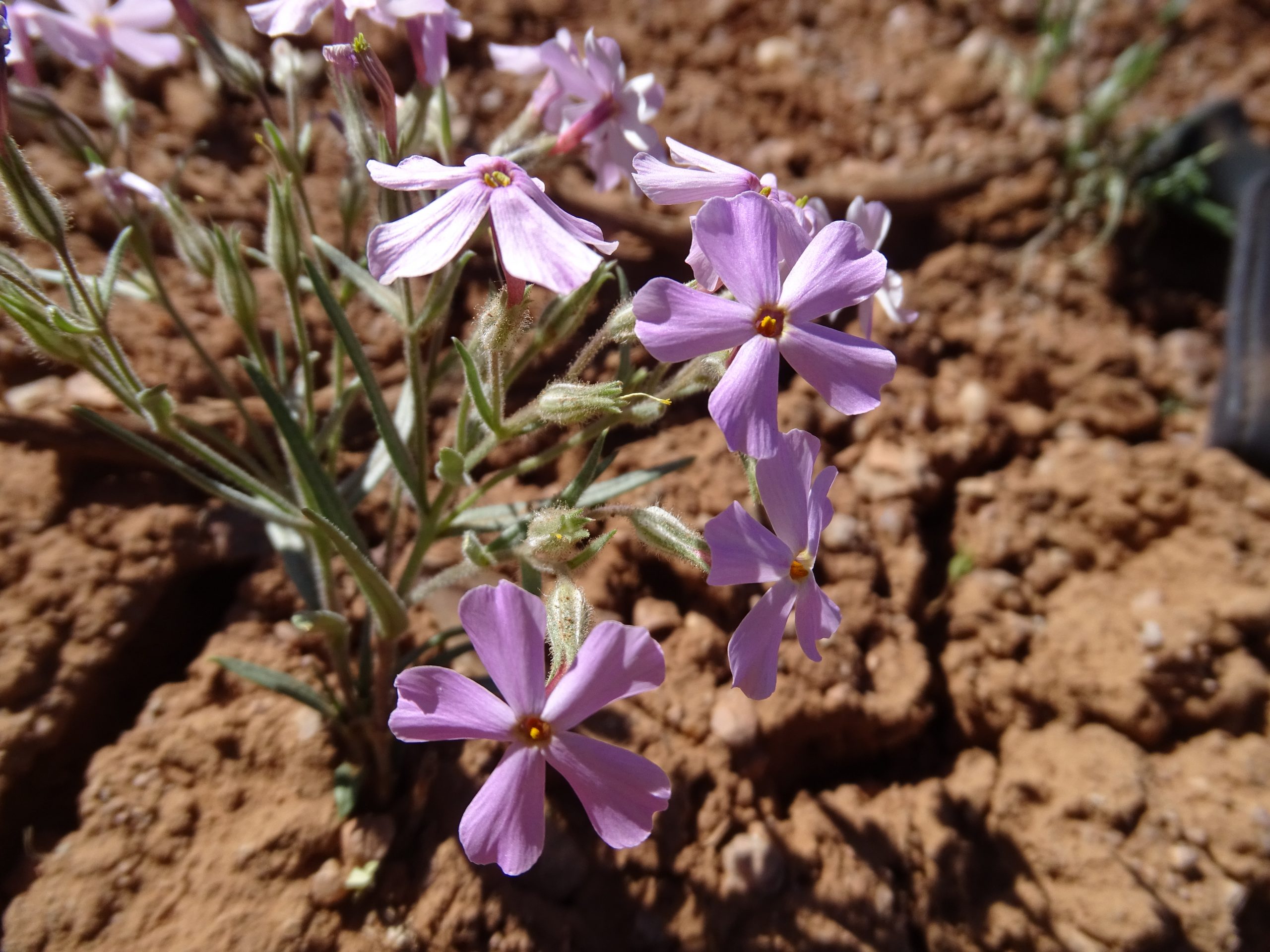 Phlox longifolia