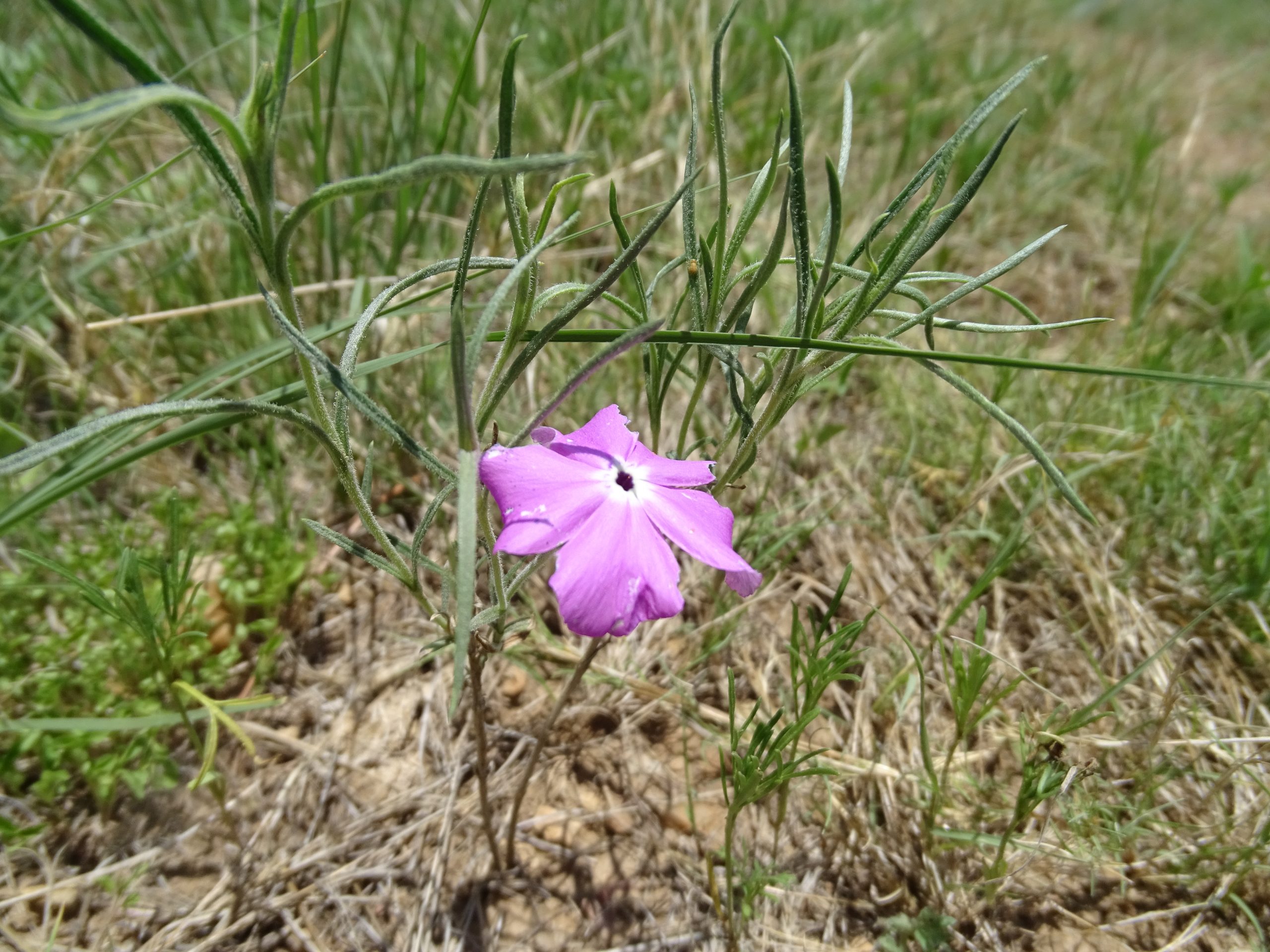 Phlox mesoleuca