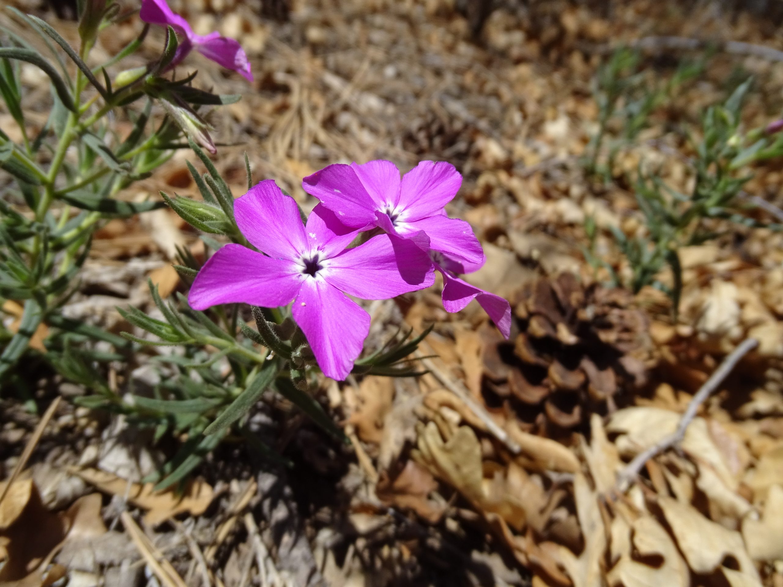 Phlox nana