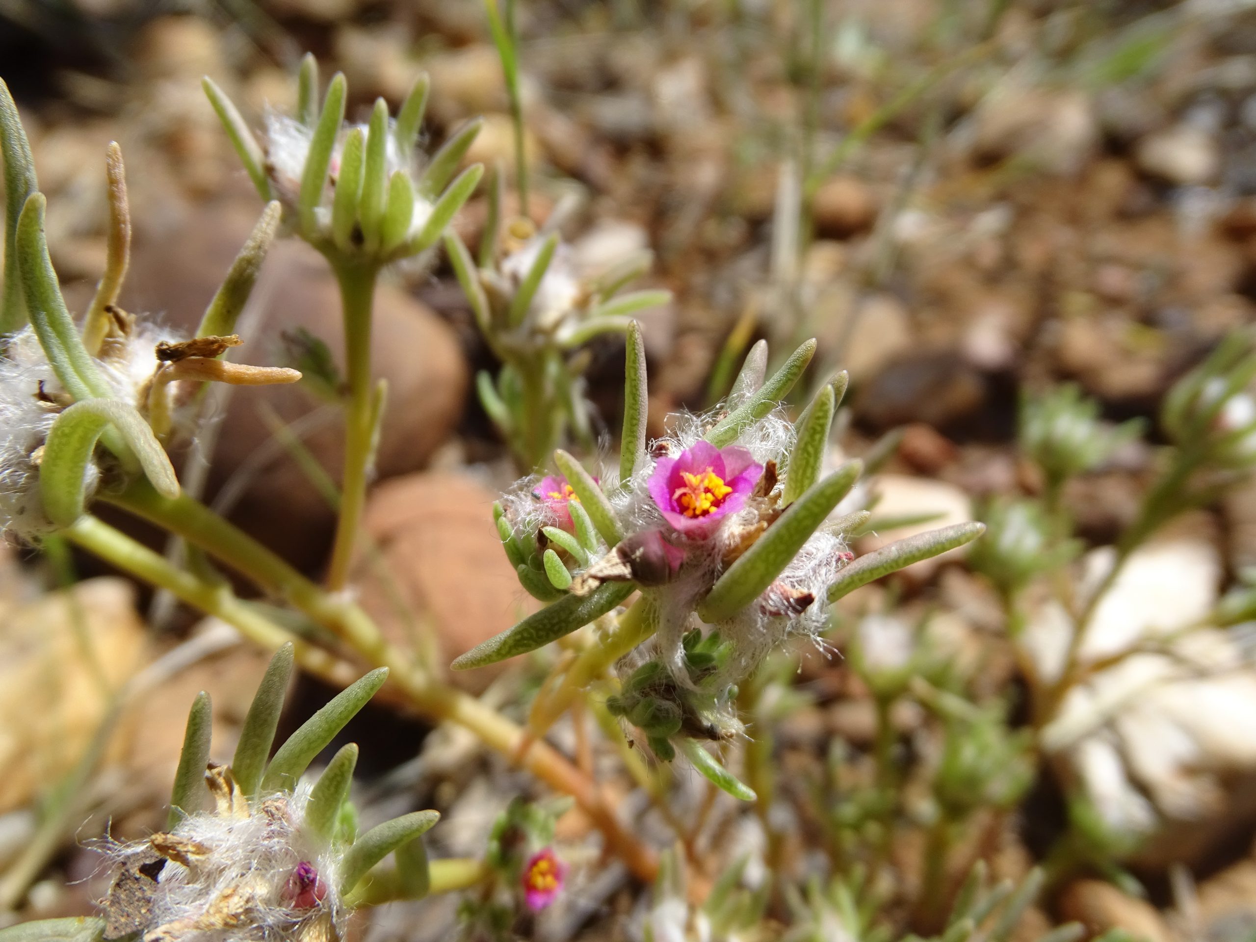 Portulaca pilosa