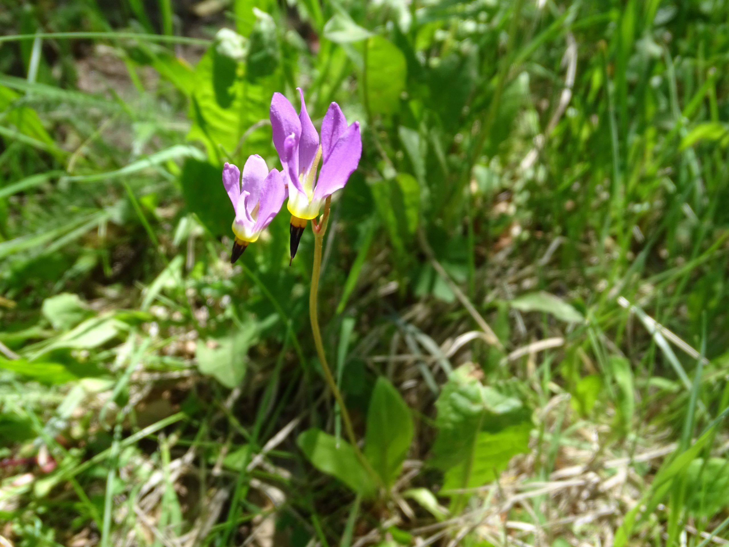 Primula pauciflora