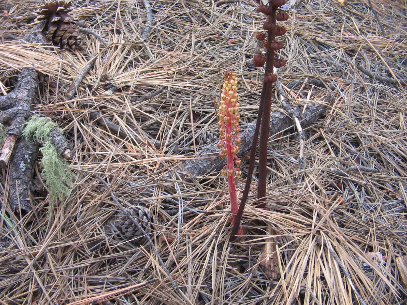 Pterospora andromedea