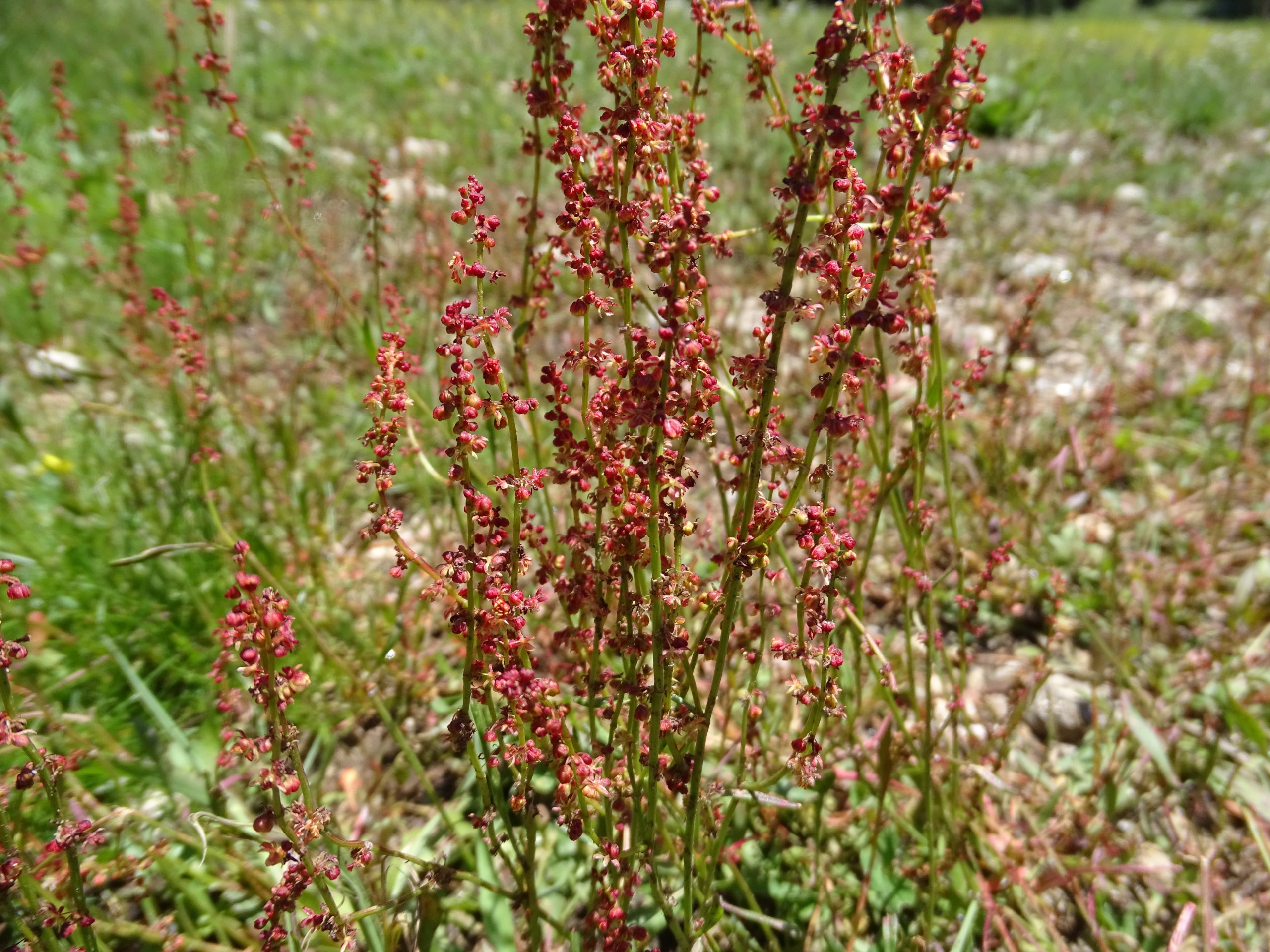 Rumex acetosella