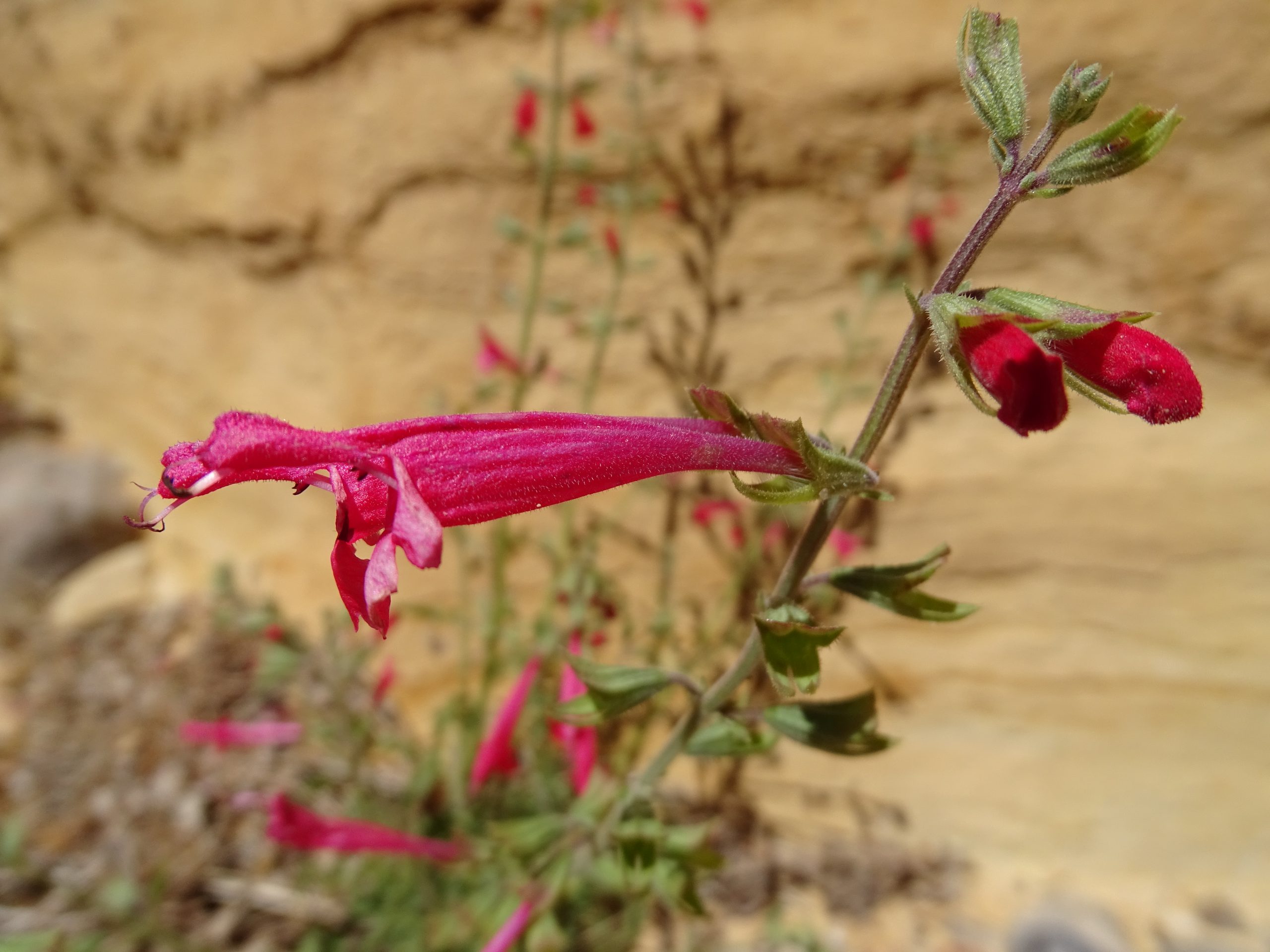 Salvia henryi