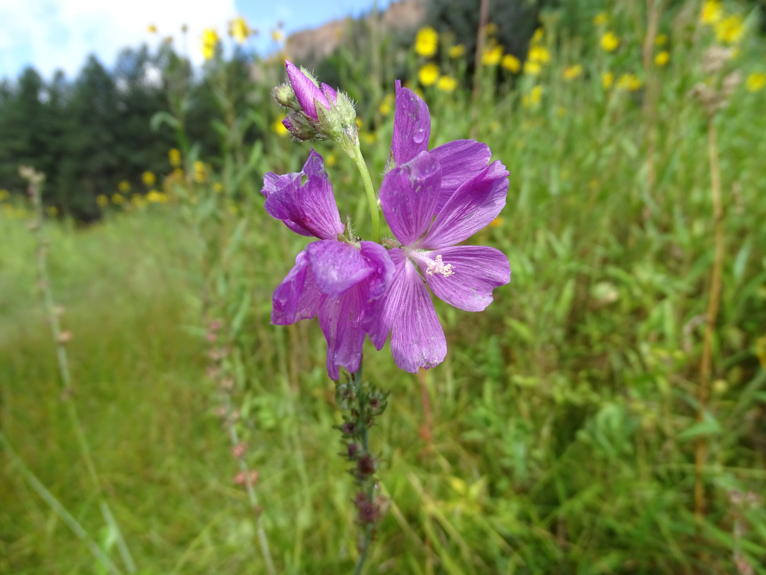 Sidalcea neomexicana