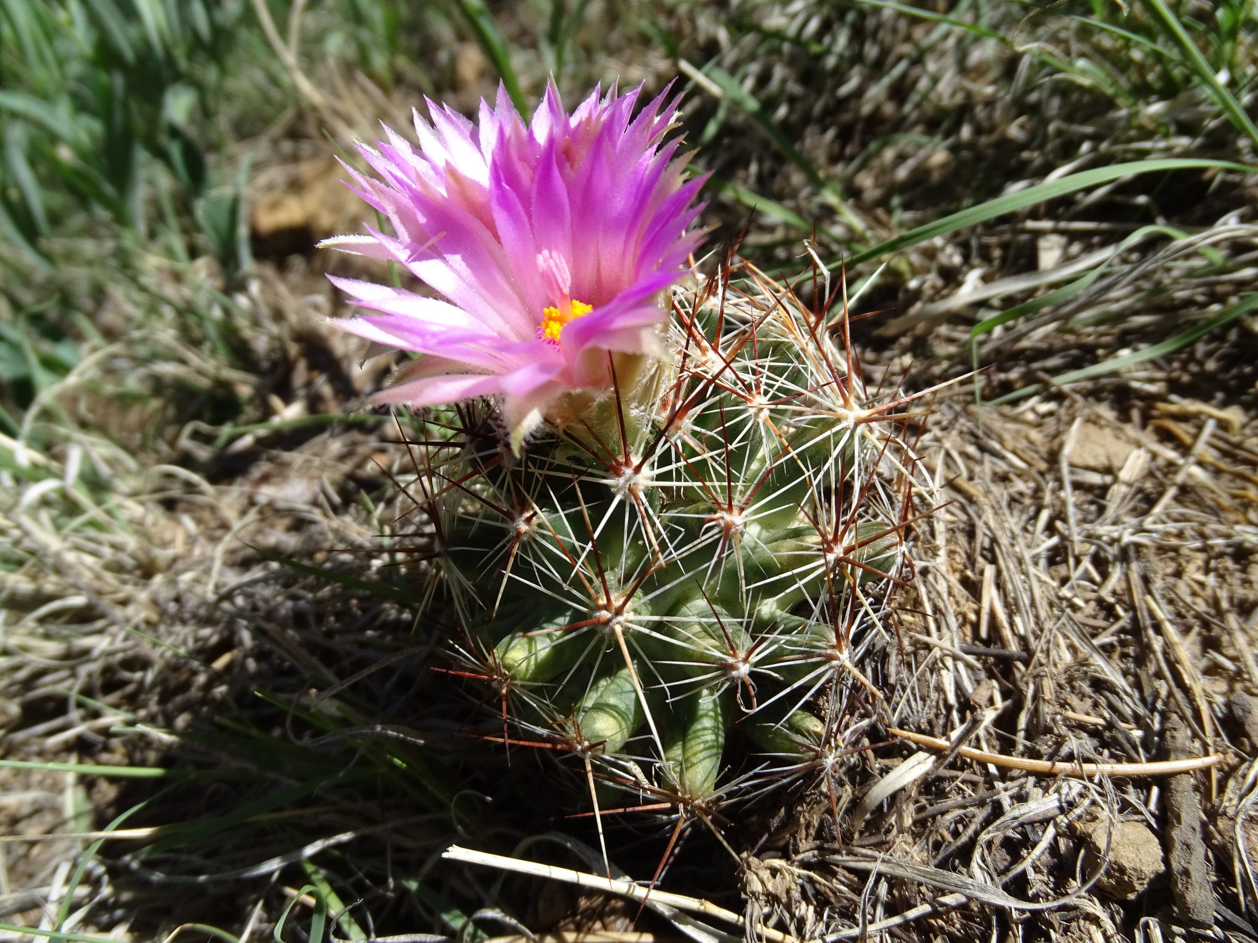 Coryphantha vivipara