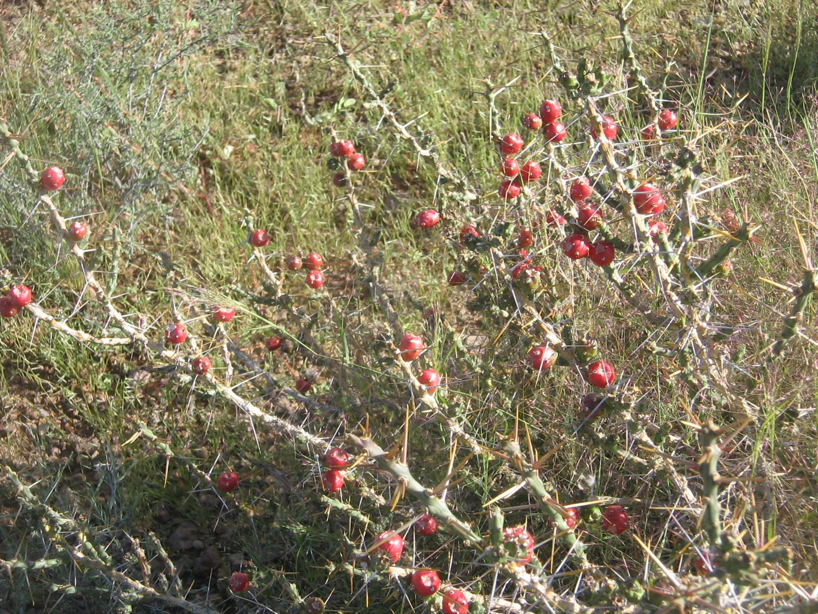 Cylindropuntia leptocaulis