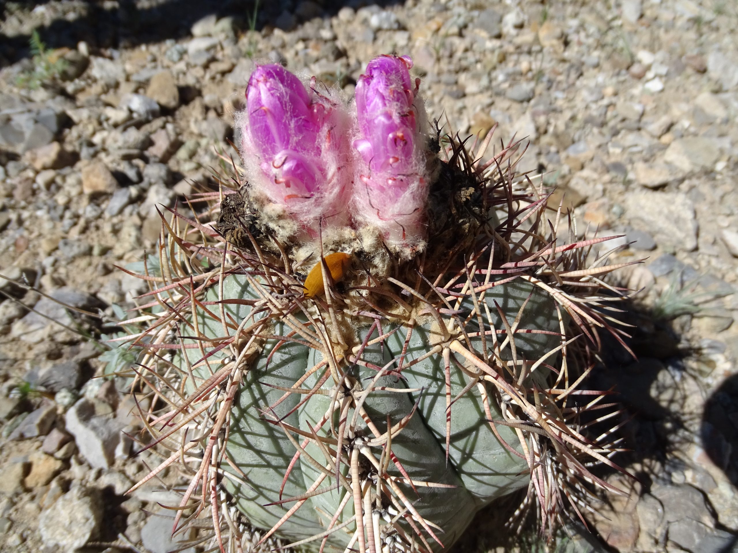 Echinocactus horizonthalonius