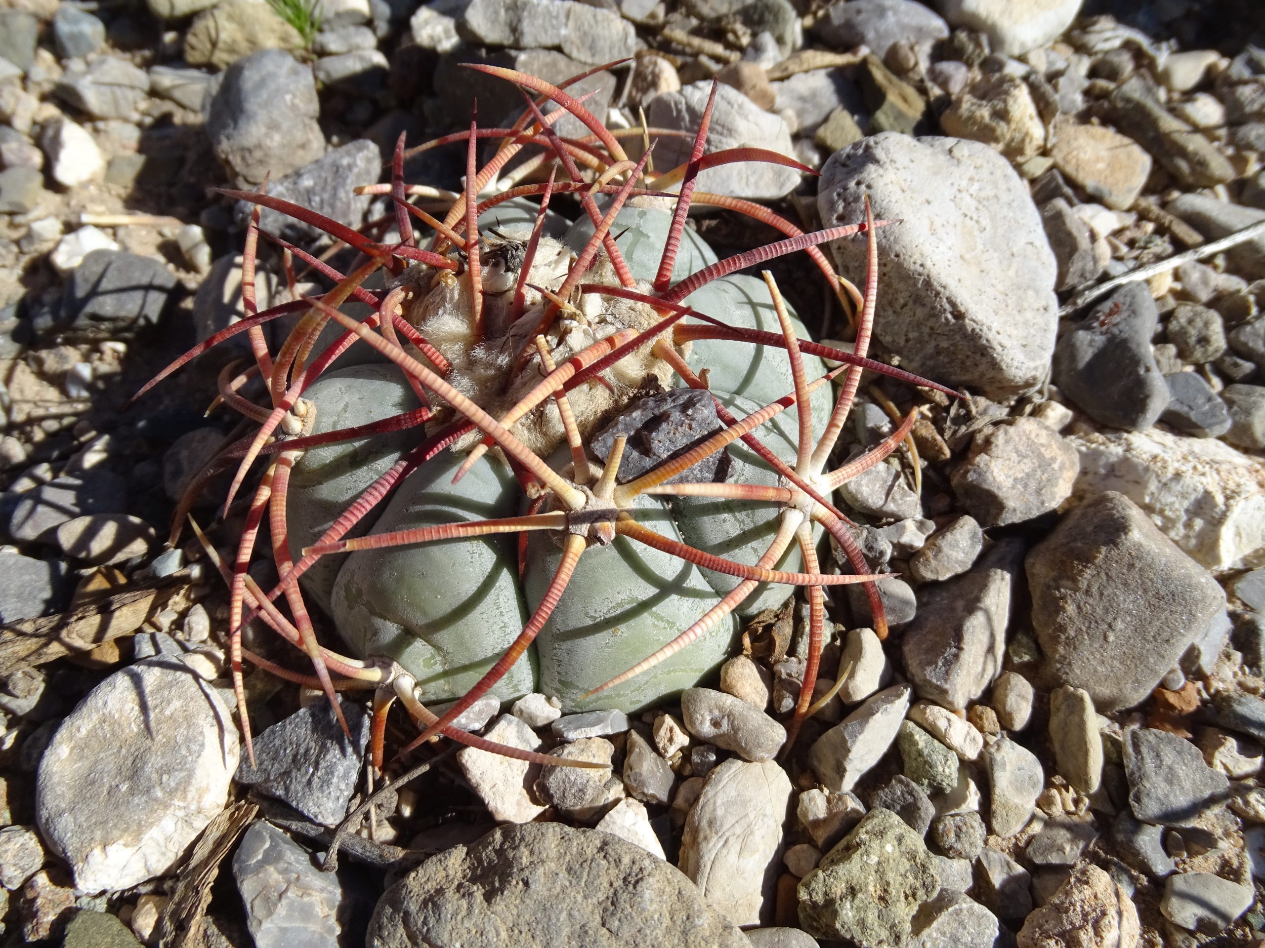 Echinocactus texensis