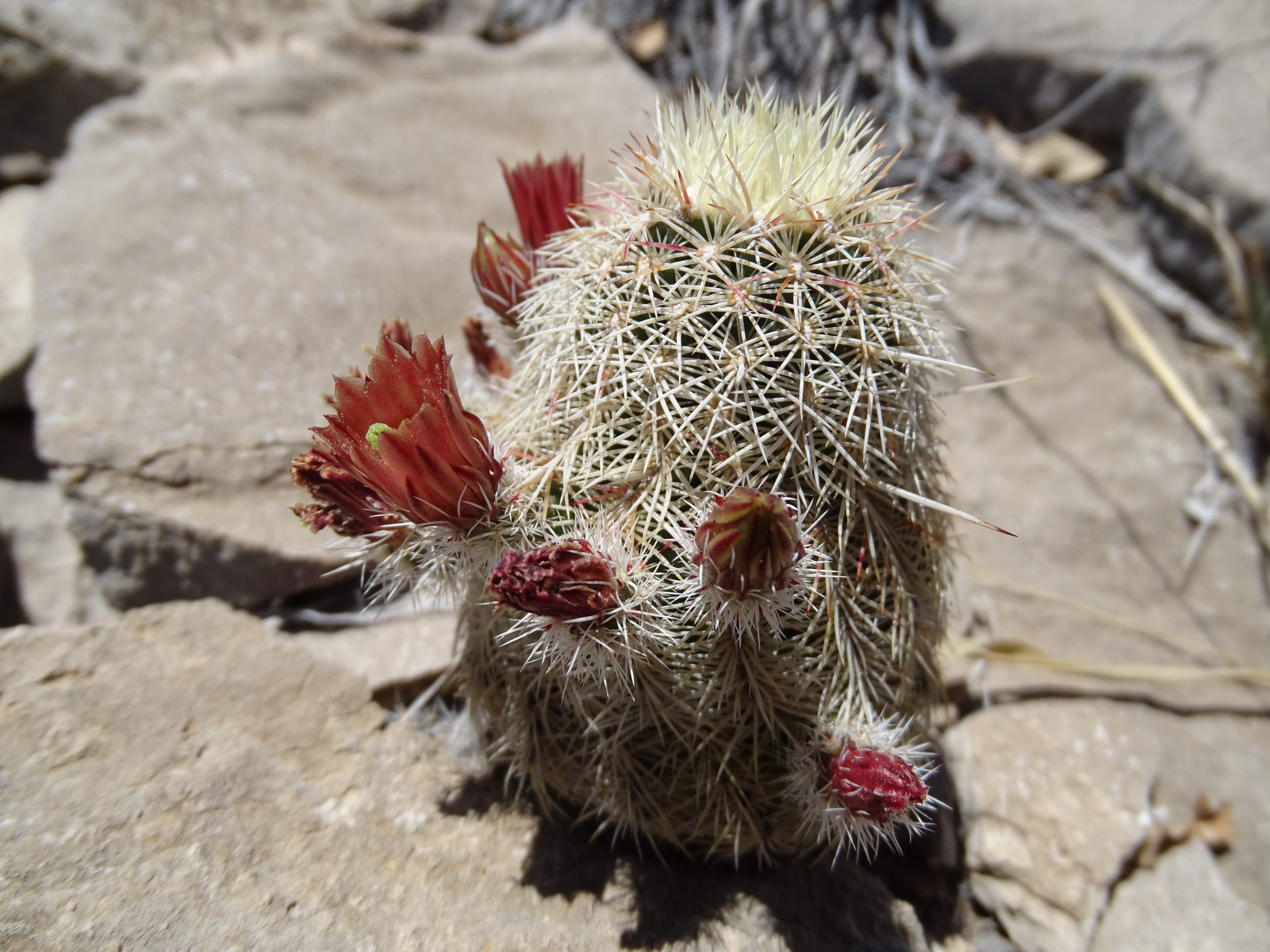 Echinocereus chloranthus/ Echinocereus viridiflora var. chloranthus