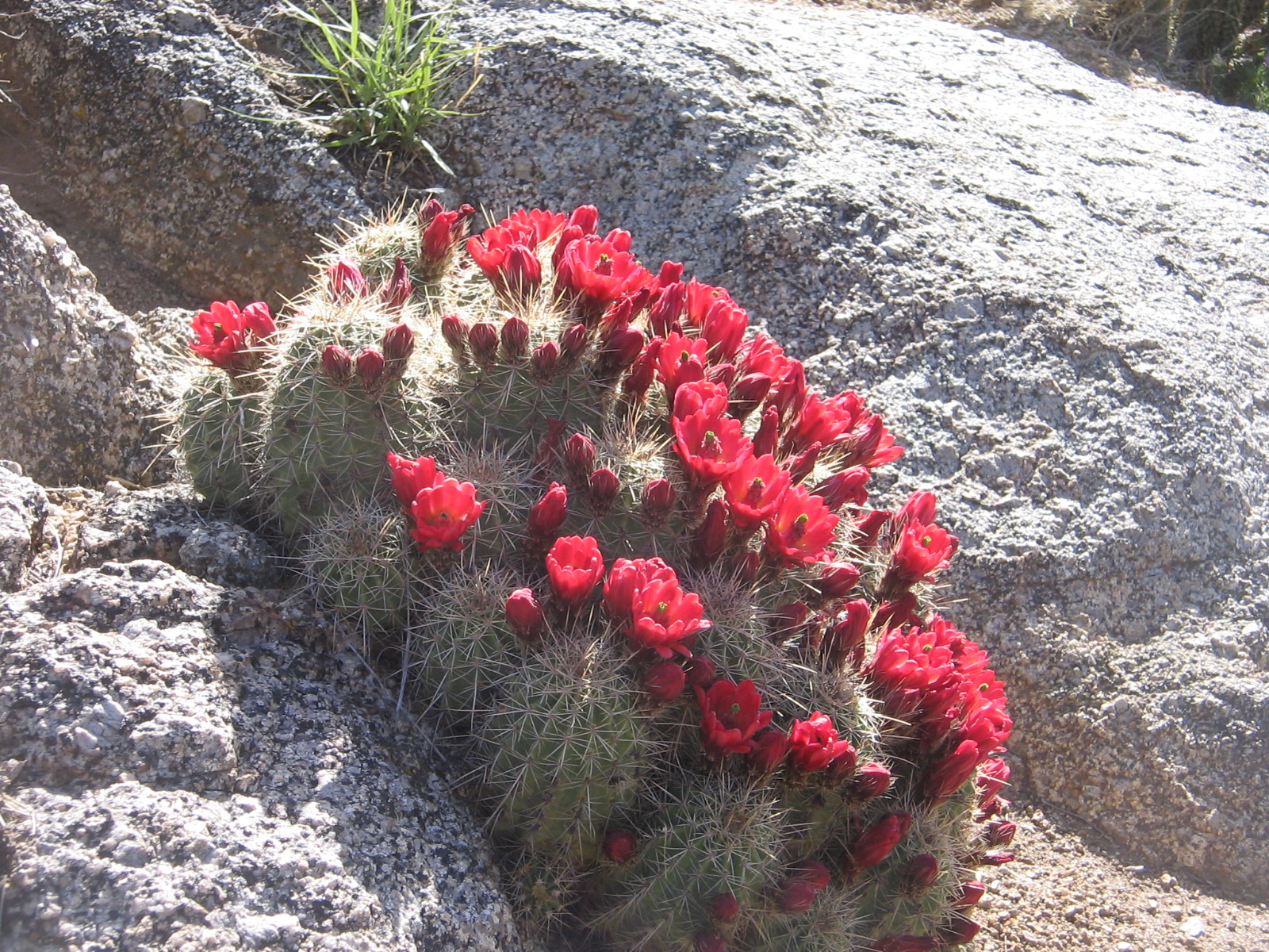 Echinocereus coccineus