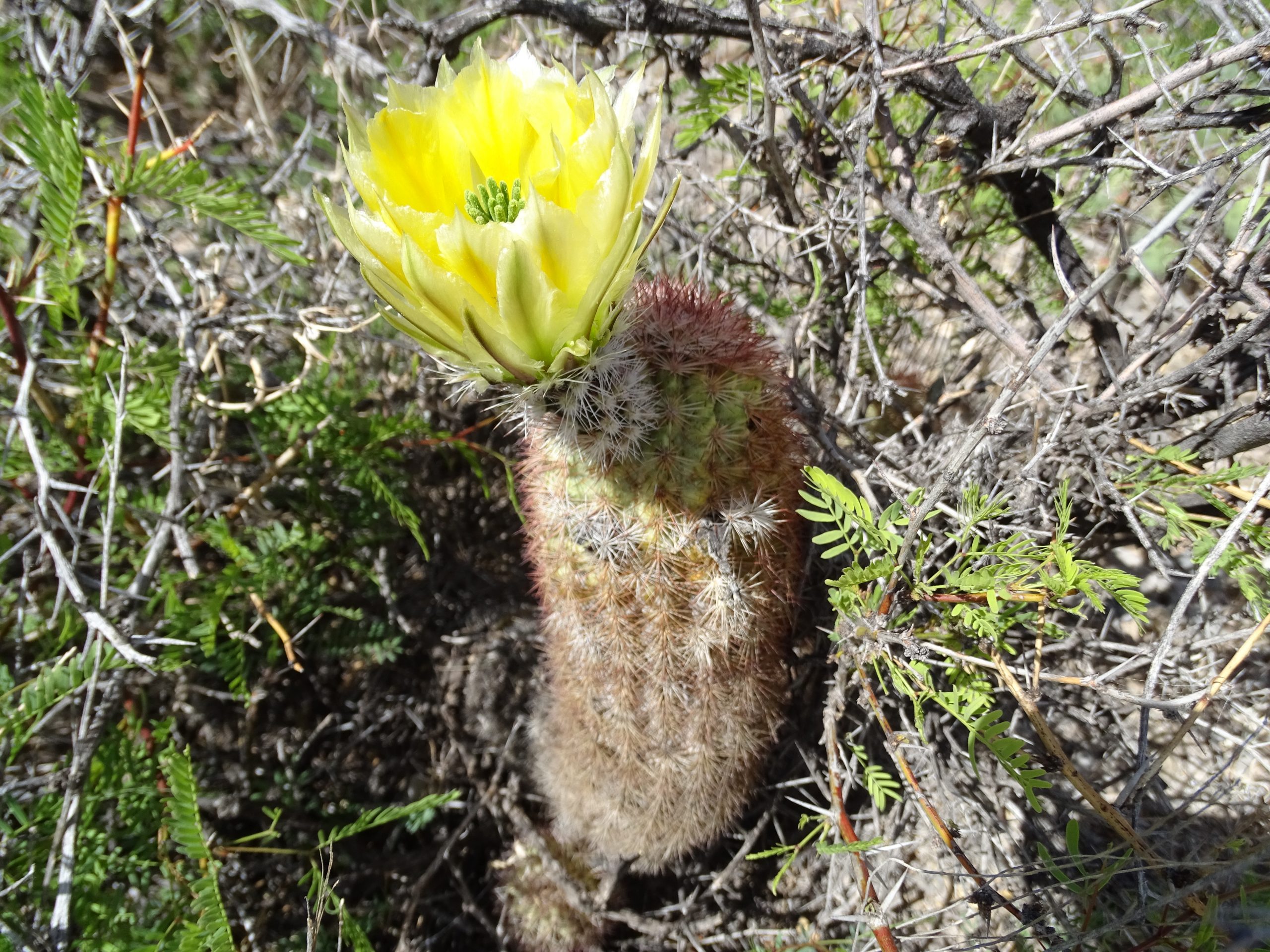 Echinocereus dasyacanthus