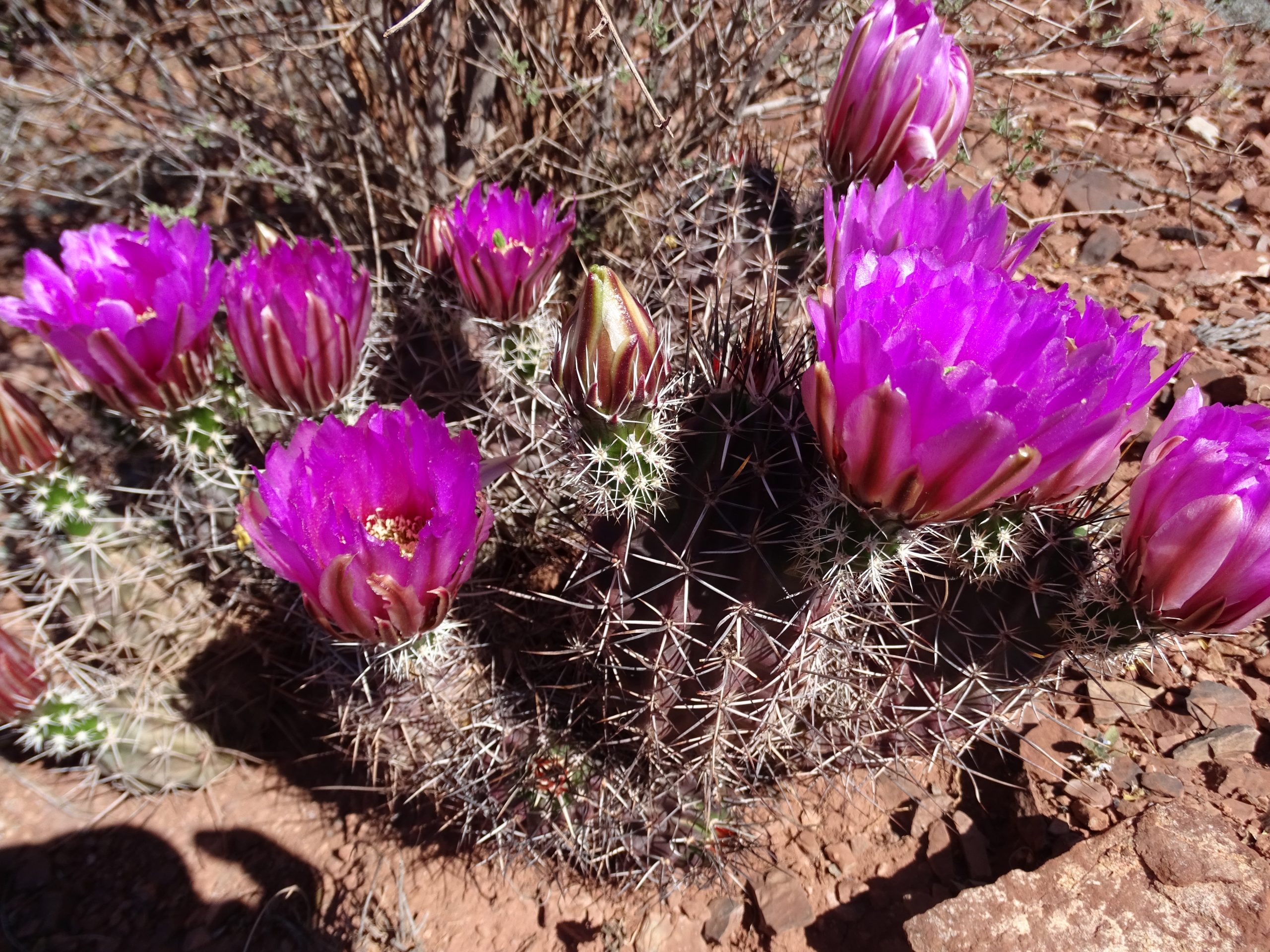 Echinocereus fendlerii