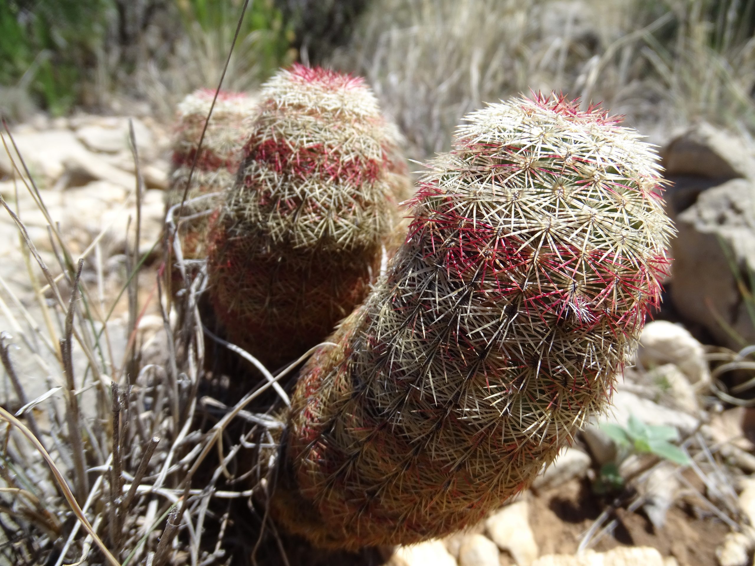 Echinocereus rigidissimus