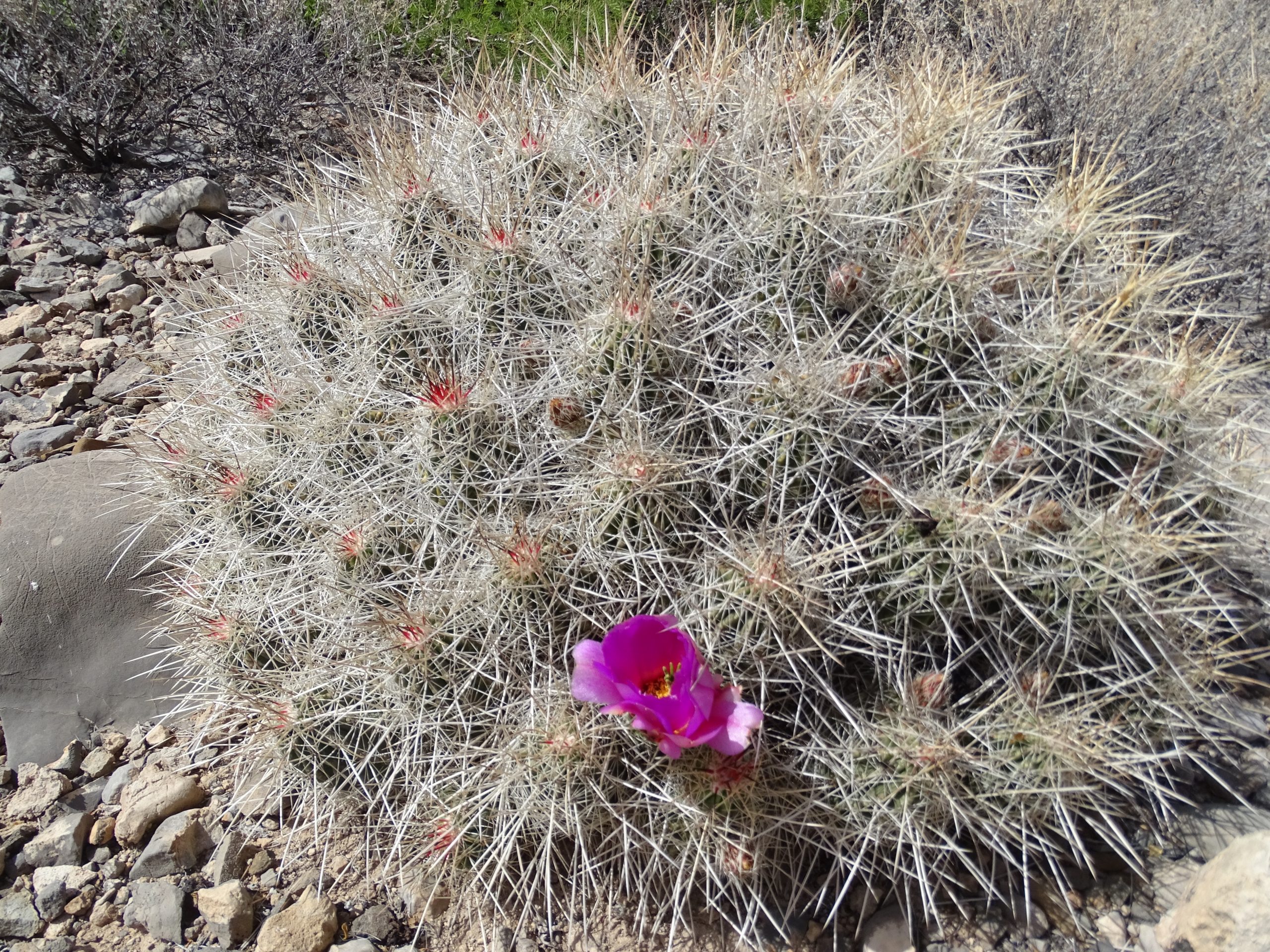 Echinocereus stramineus